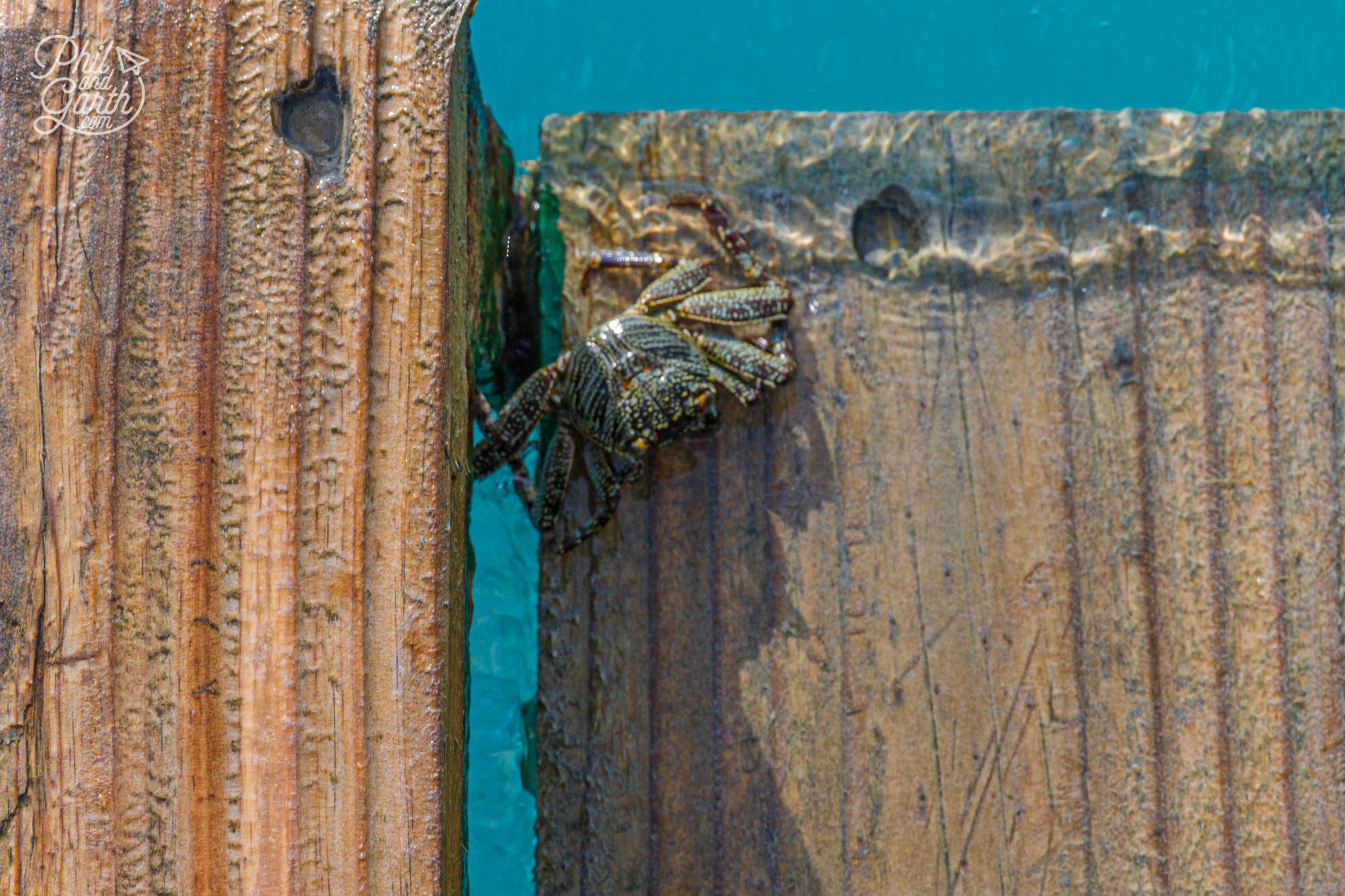 Be careful you dont stand on a crab - they like sunbathing on the steps