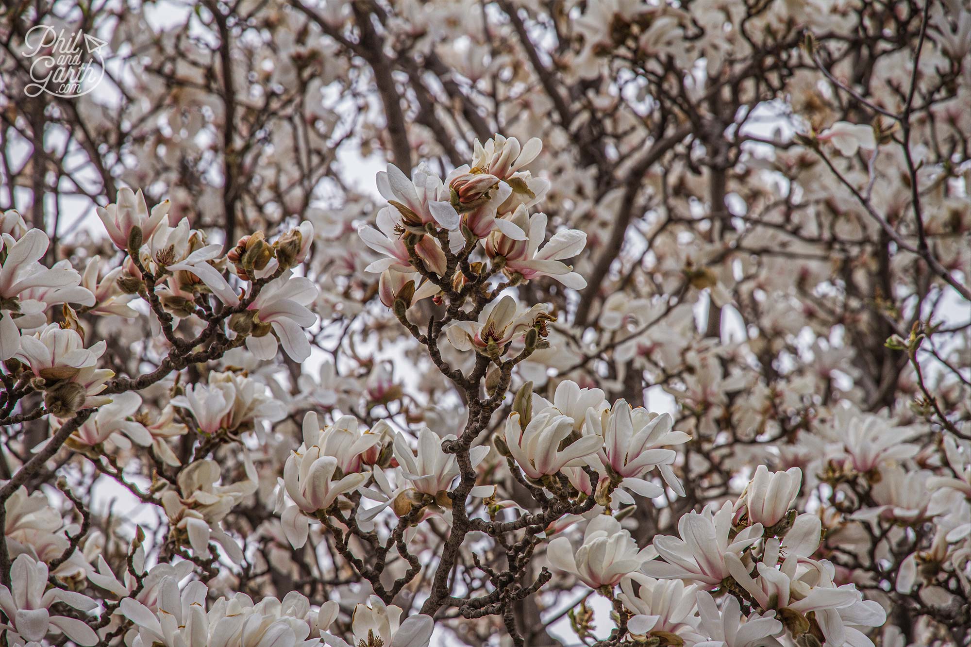 Centuries old Magnolia trees in Tiantan Park