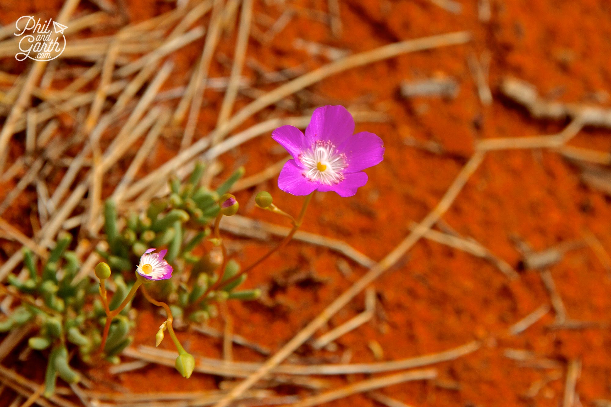 Delicate little wild flowers on our base walk around Uluru