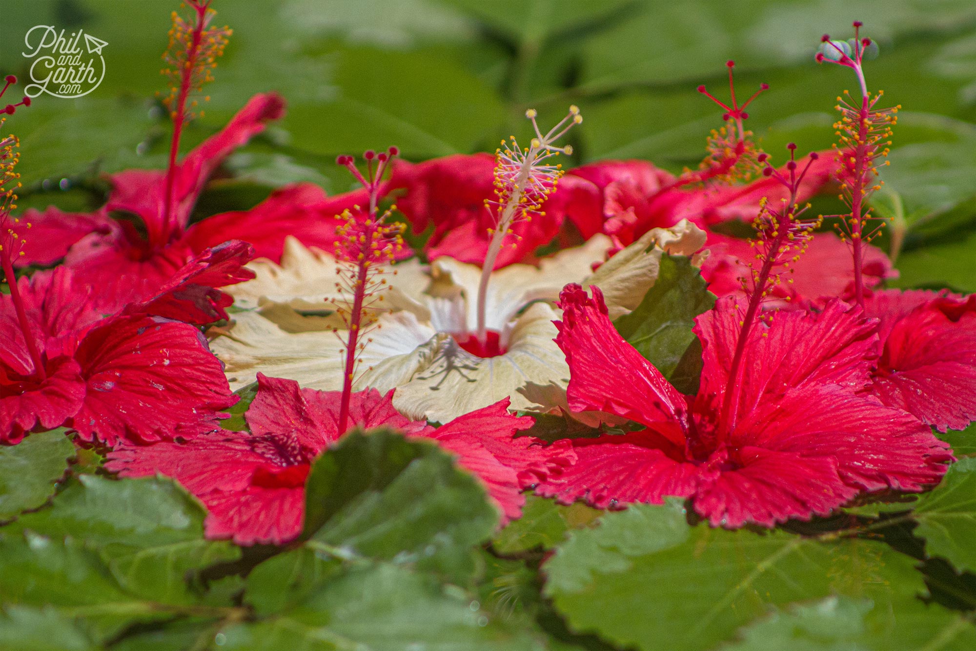 Different coloured hibiscus flowers make wonderful displays