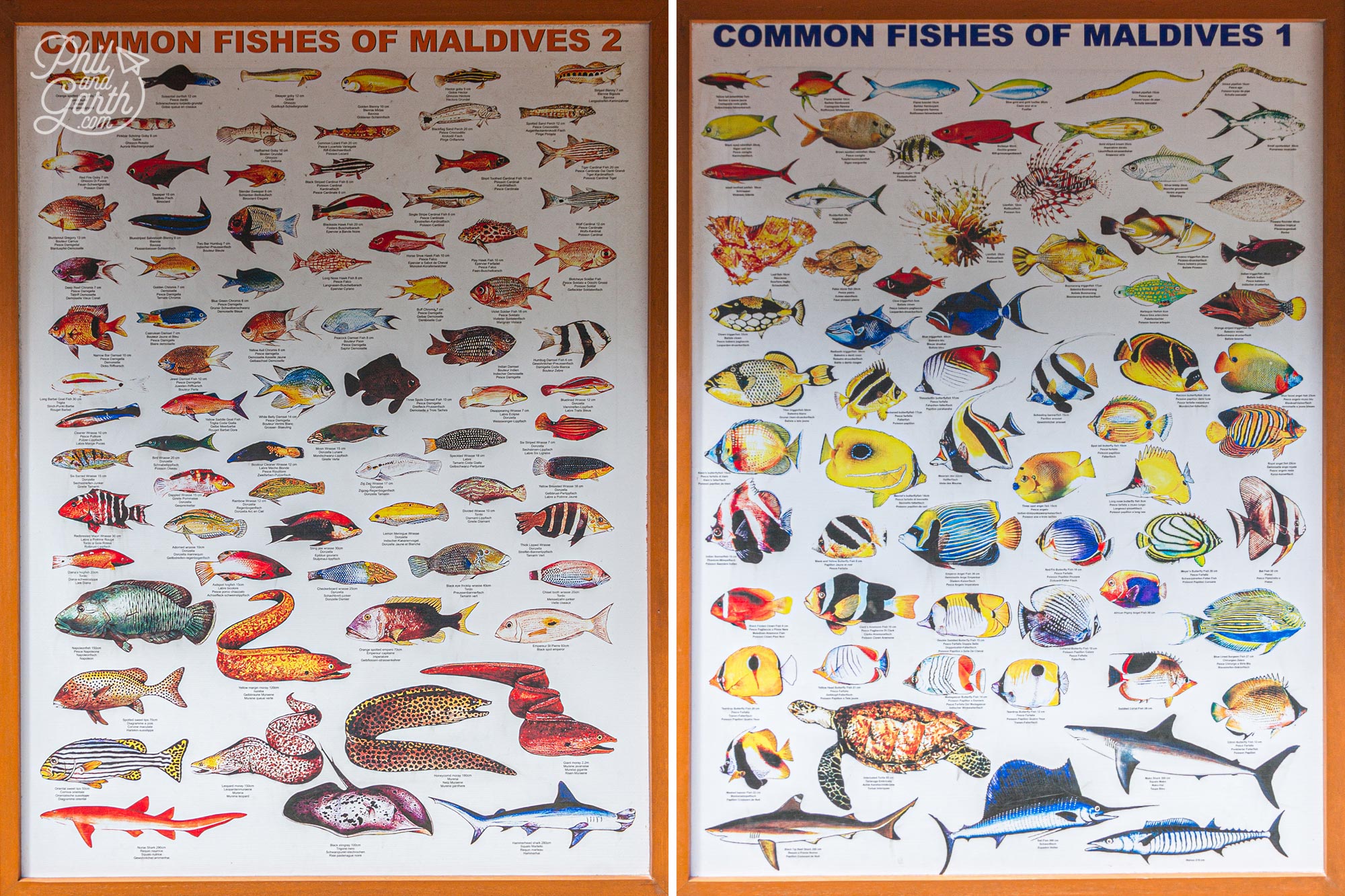 Meeru's posters point out all the different fishes to spot whilst snorkelling