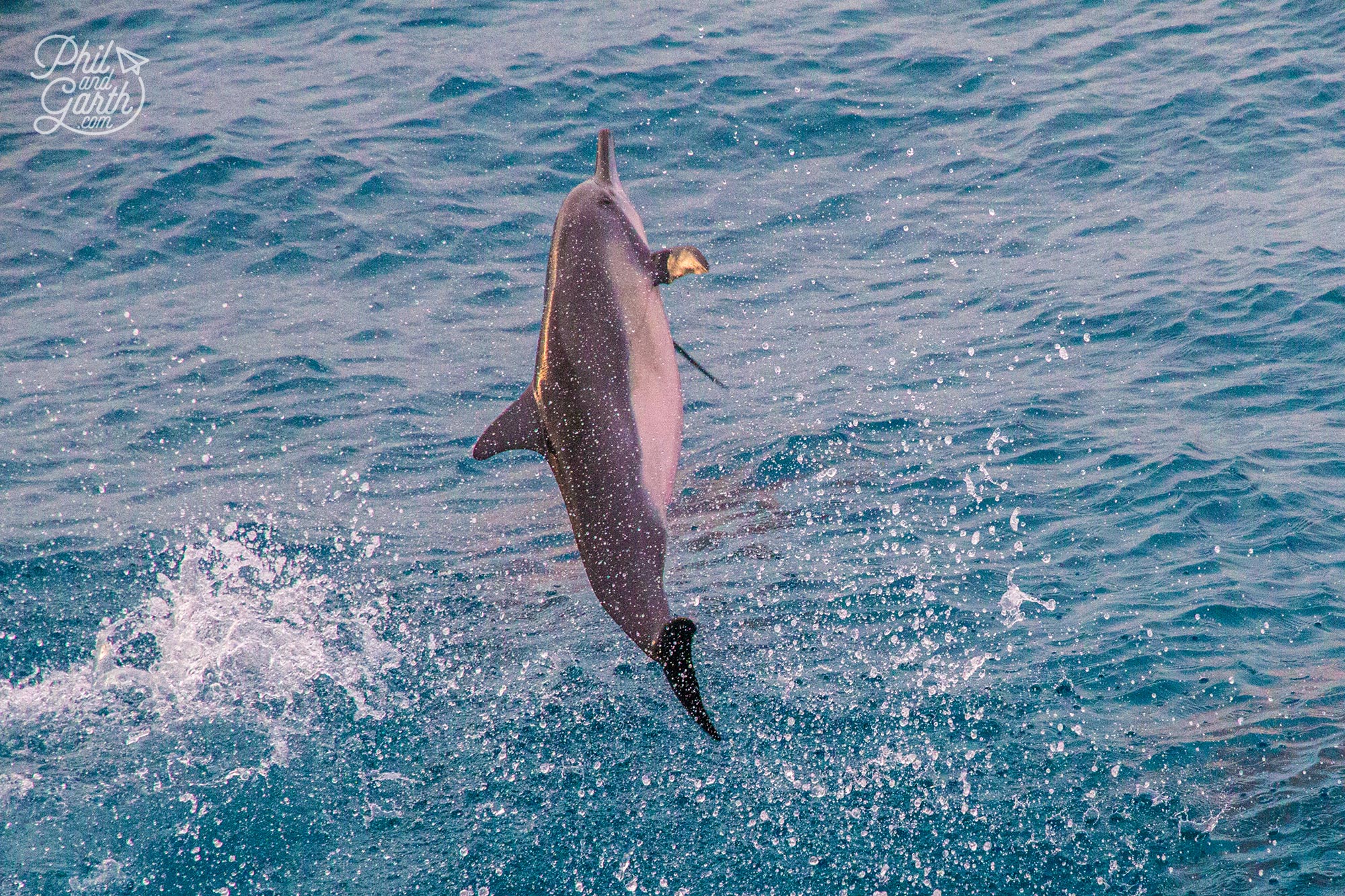 So lucky to witness dolphins leaping out of the water and having fun