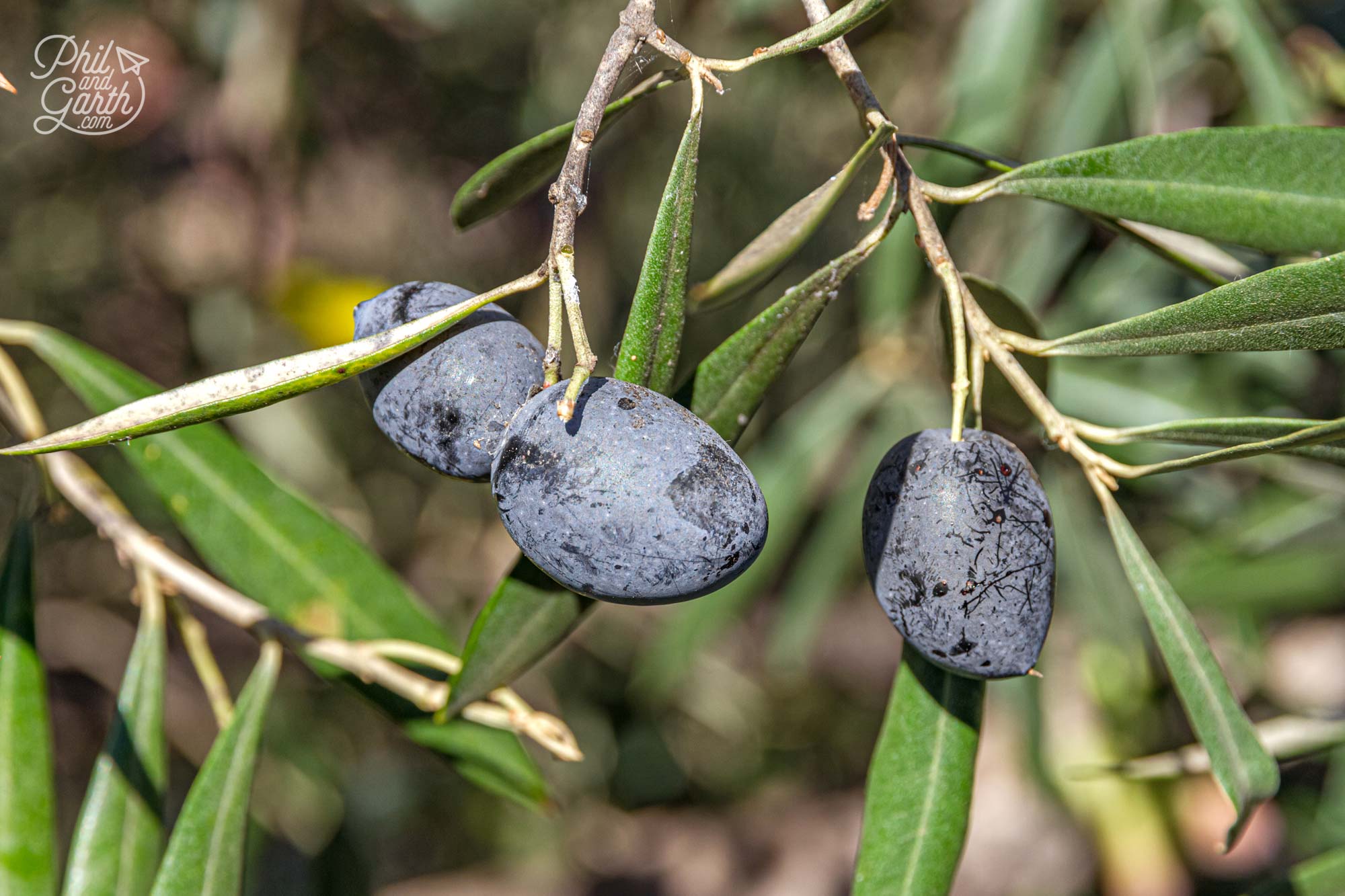 So many olives growing in the wild in this region