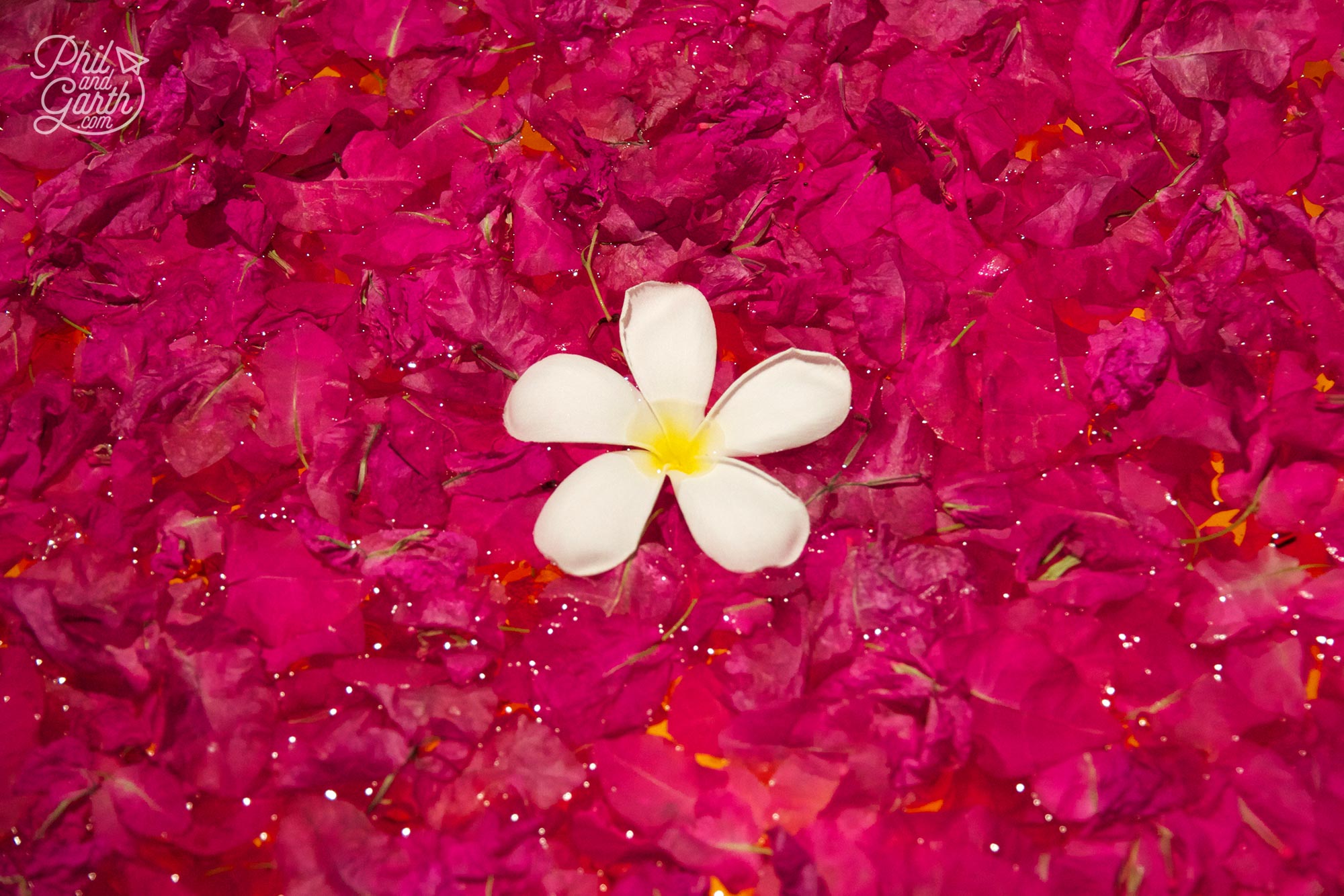 So many simple yet beautiful displays using flower petals