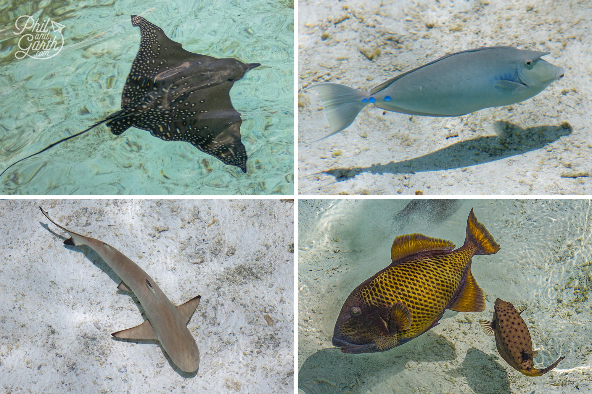 Some of the marine life you can see just looking down at the water