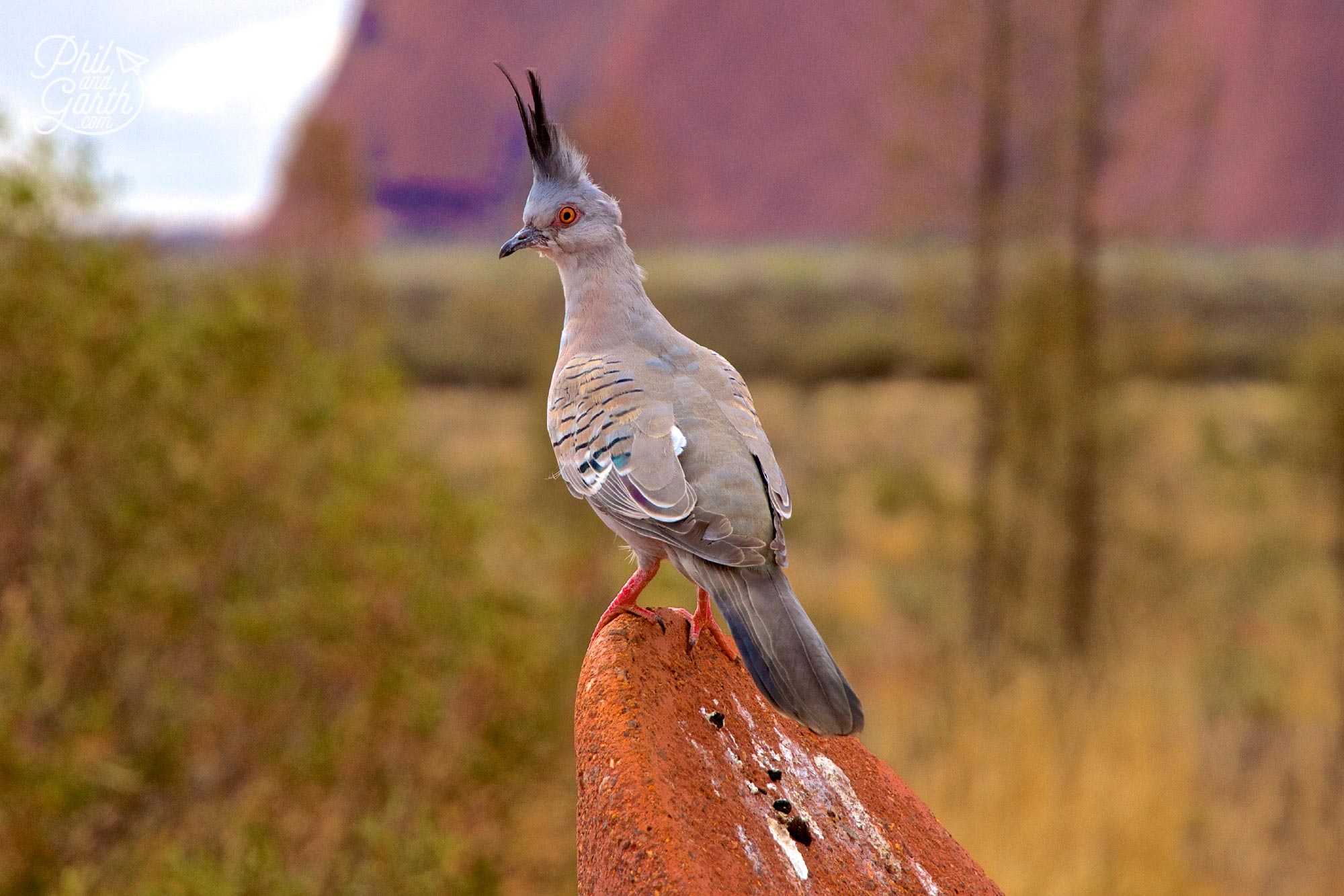 There's lots of wildlife at Uluru, we saw lizards and this crested pigeon 