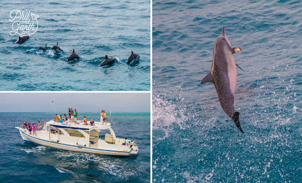meeru_island_resort_dolphin_watching