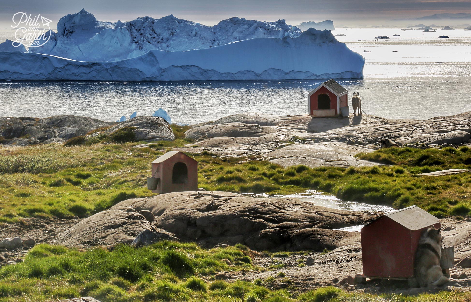 Sled dogs taking in the view in the midnight sun