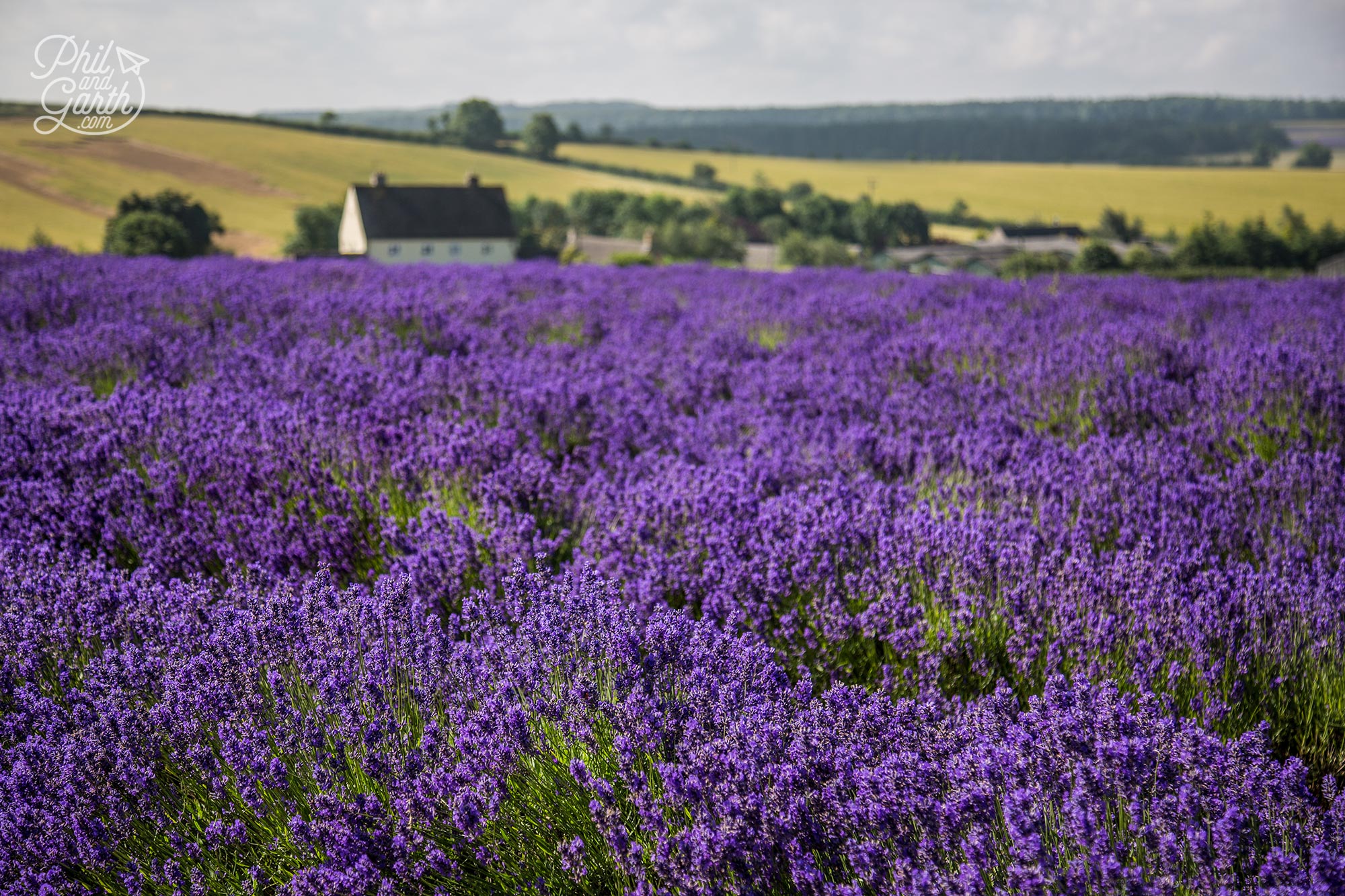 English Lavender fields The Cotswolds