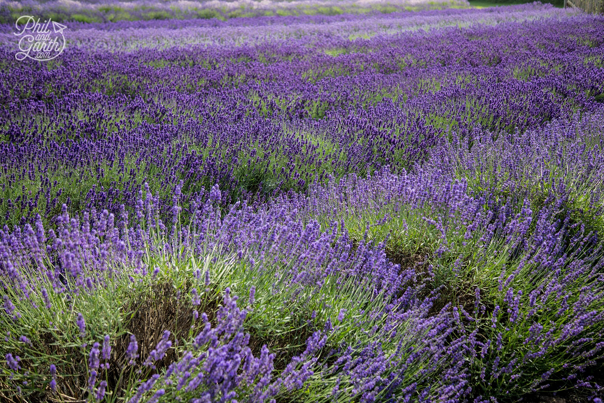 Rows of different types of lavender