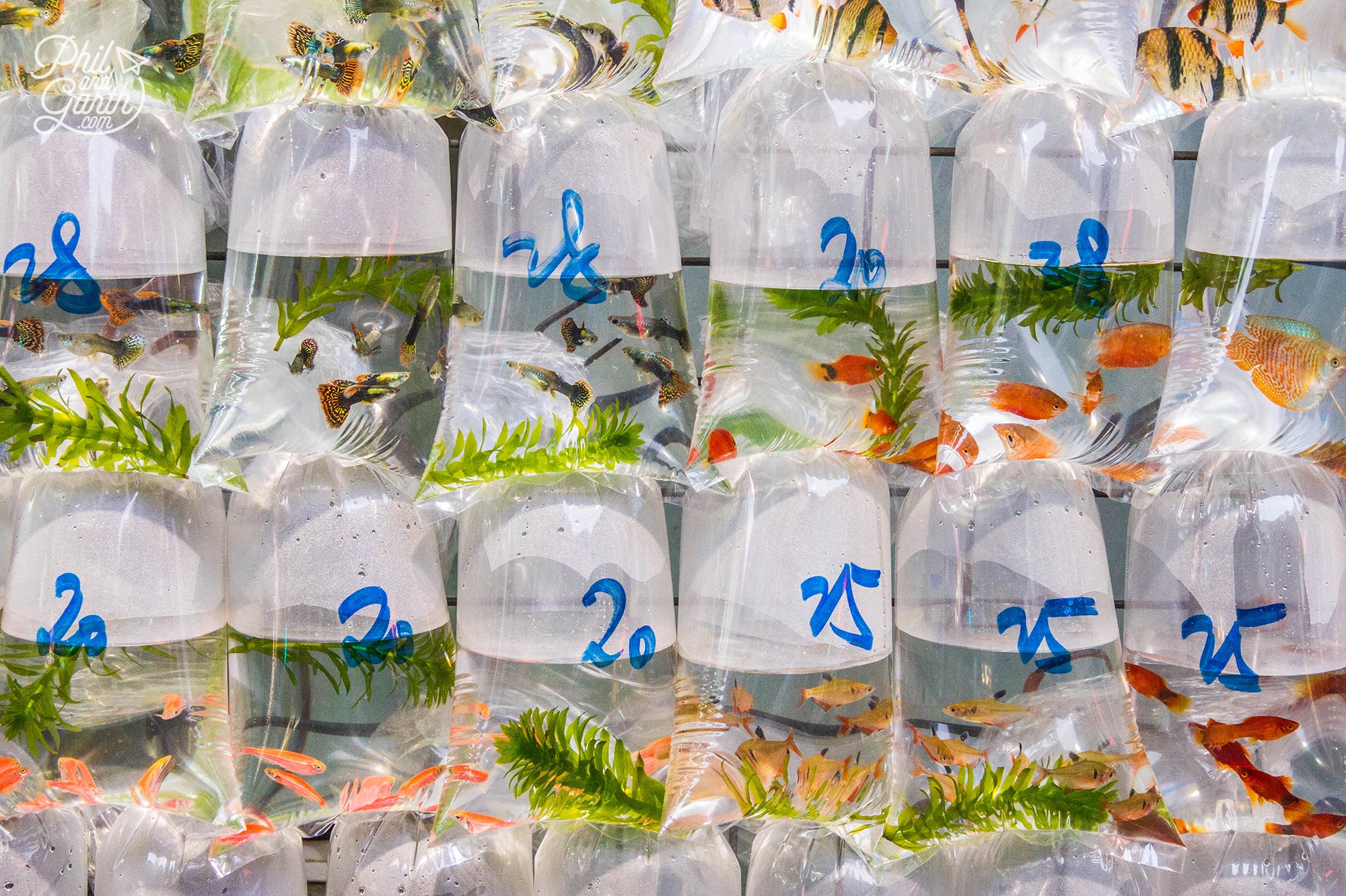 Bagged goldfish and tropical fish in Mong Kok