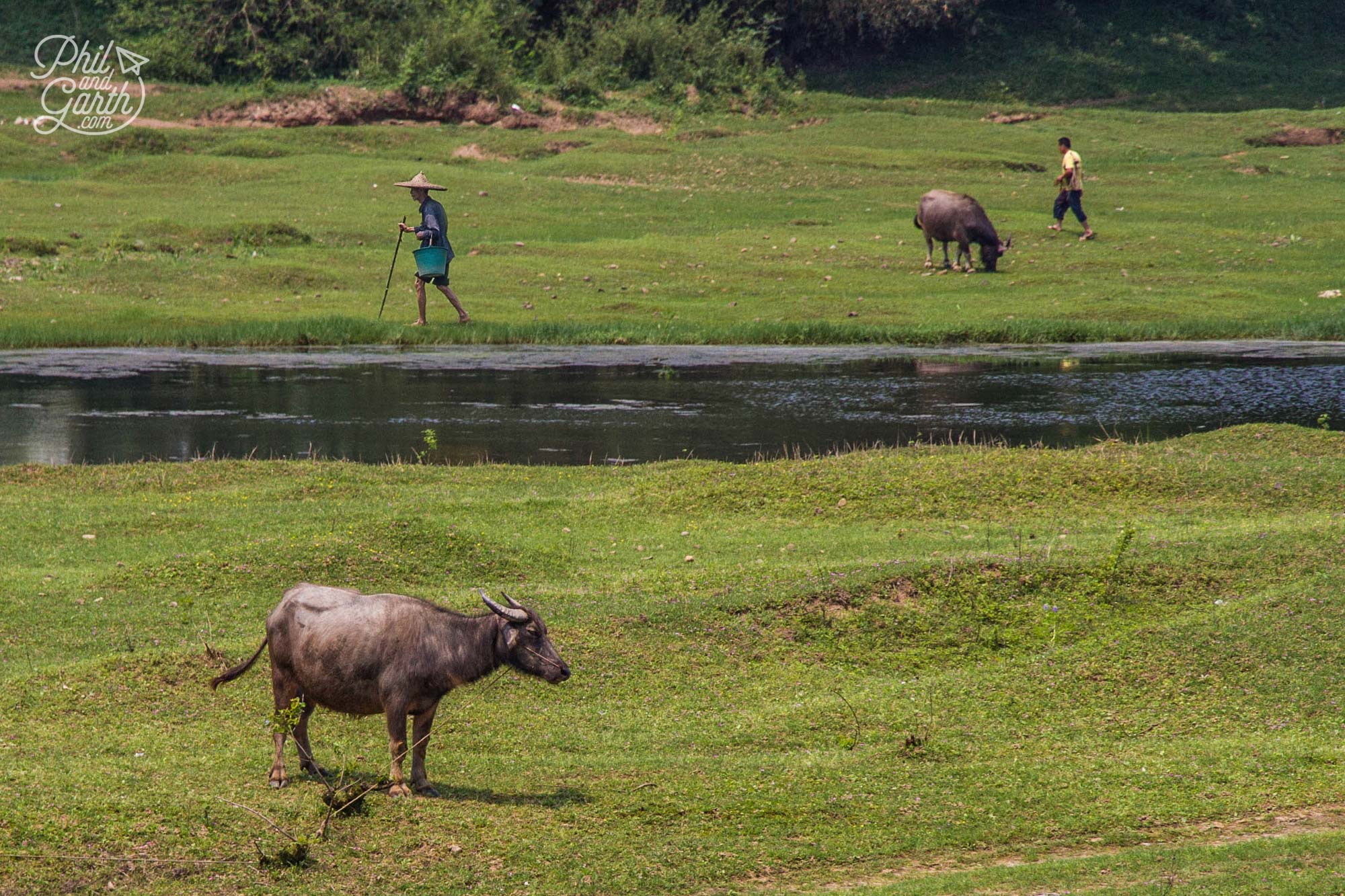 Farmers and their water buffalo along the banks of the Li River