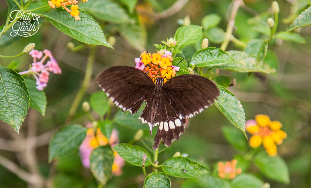 There were loads of different butterflies