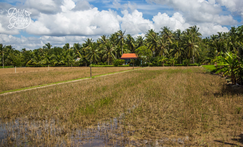 Coconut palms and harvested rice fields
