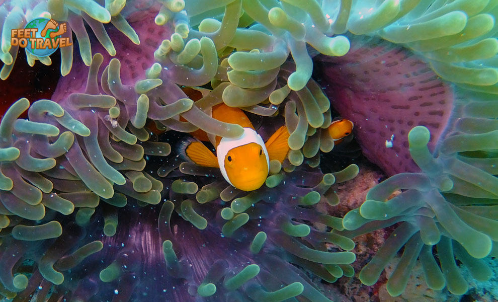 Looking for Nemo? Find him scuba diving in Mabul