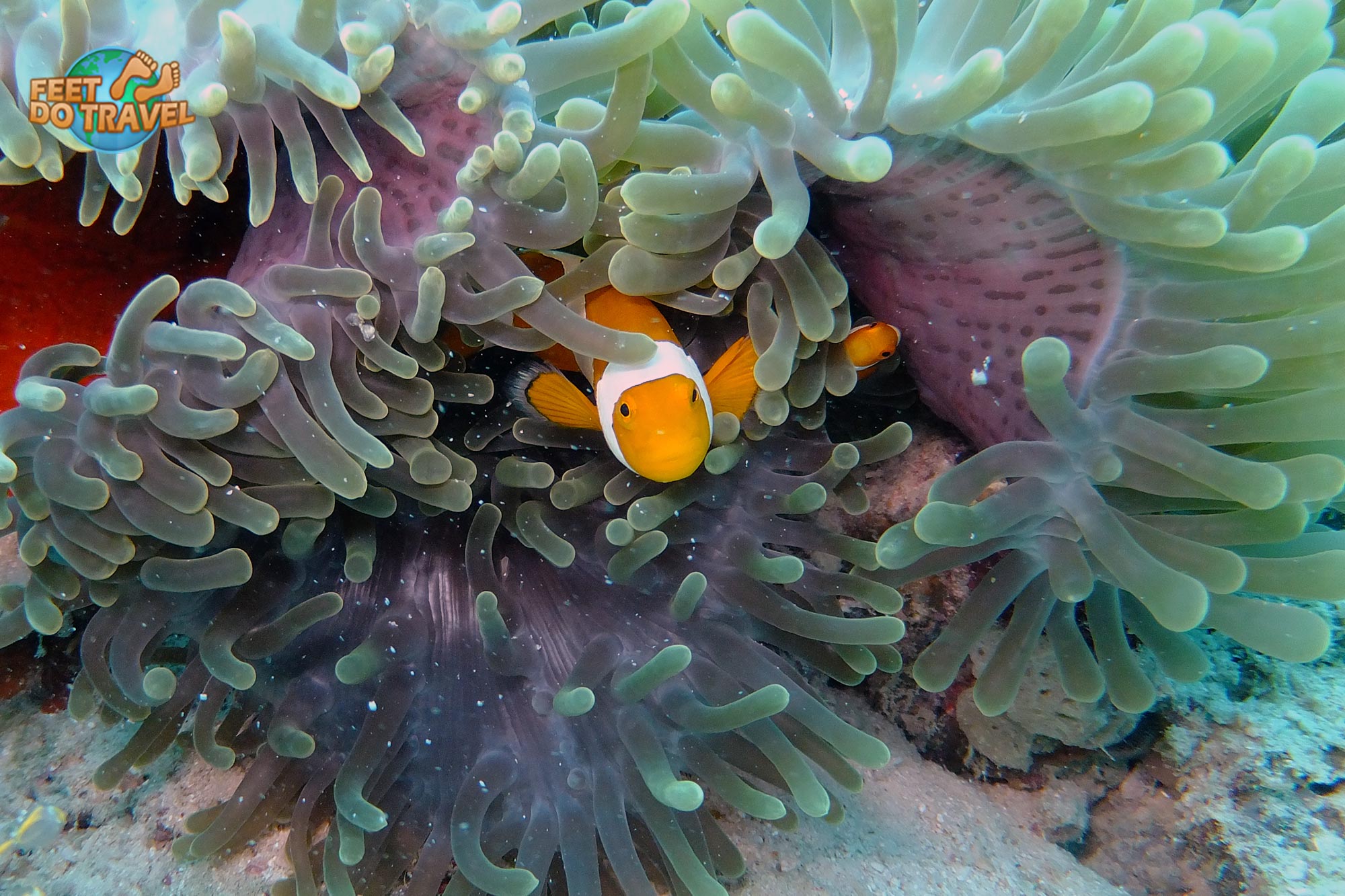 Looking for Nemo? Find him scuba diving in Mabul