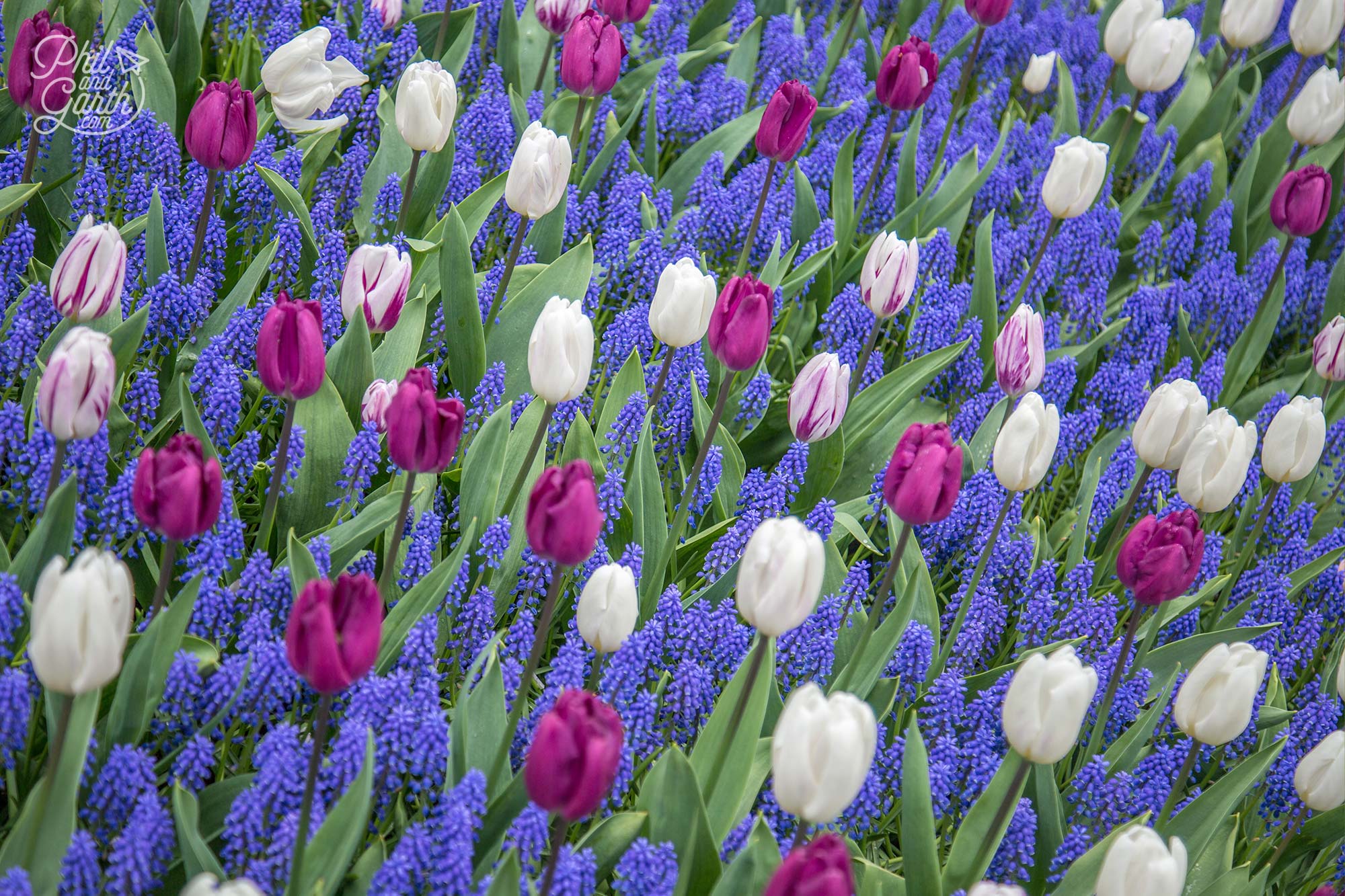 A contemporary blue, white and purple combination