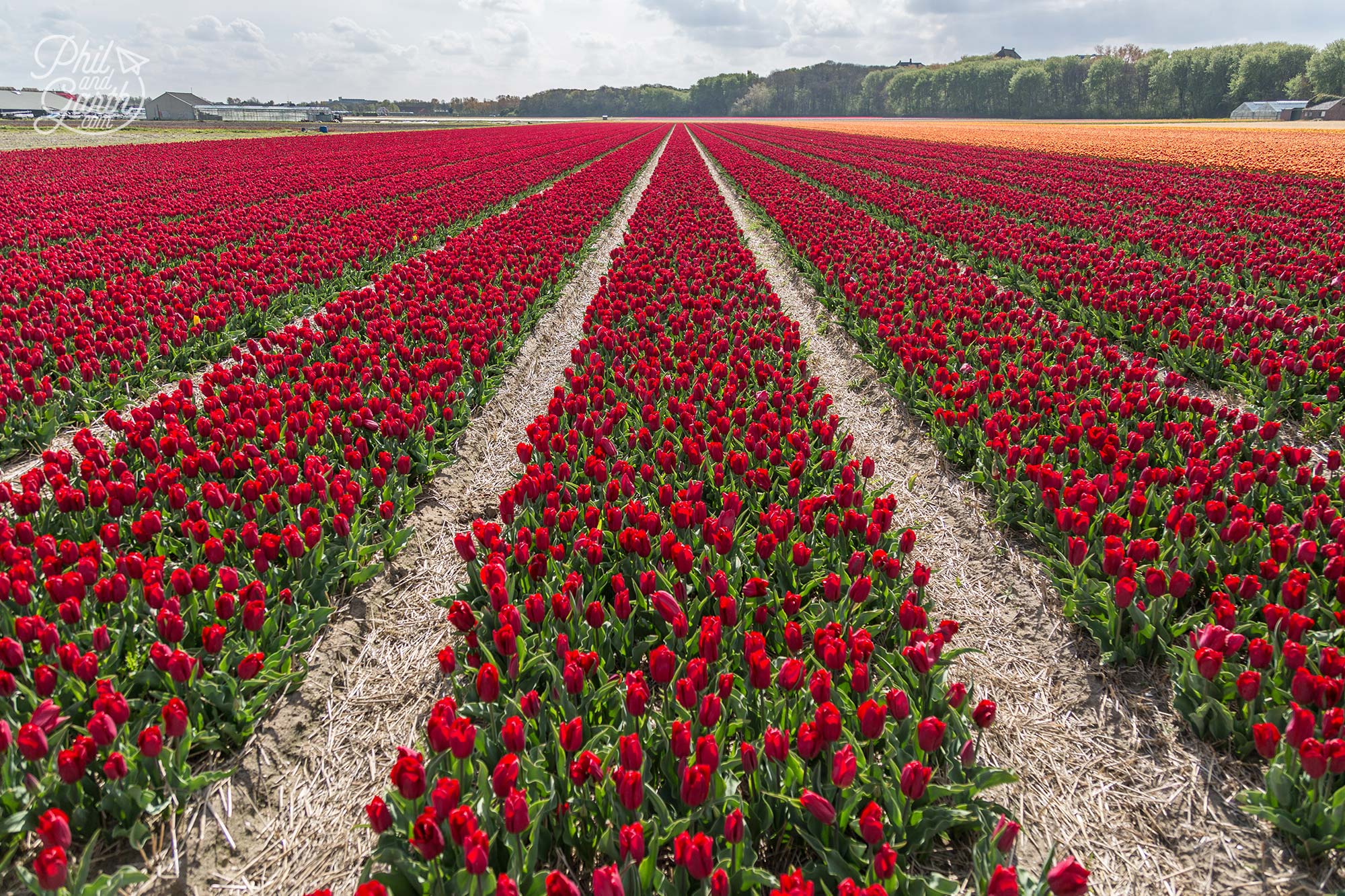 A magnificent view across this field of red tulips
