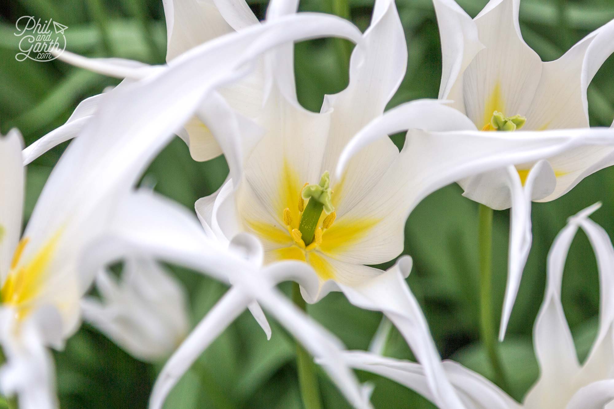 An unusual white variety