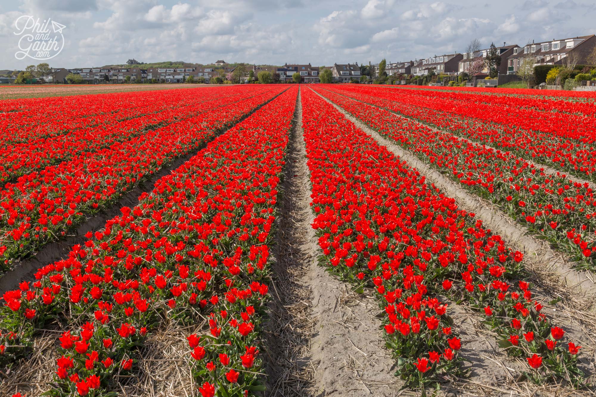 Another carpet of red tulips near Keukenhof