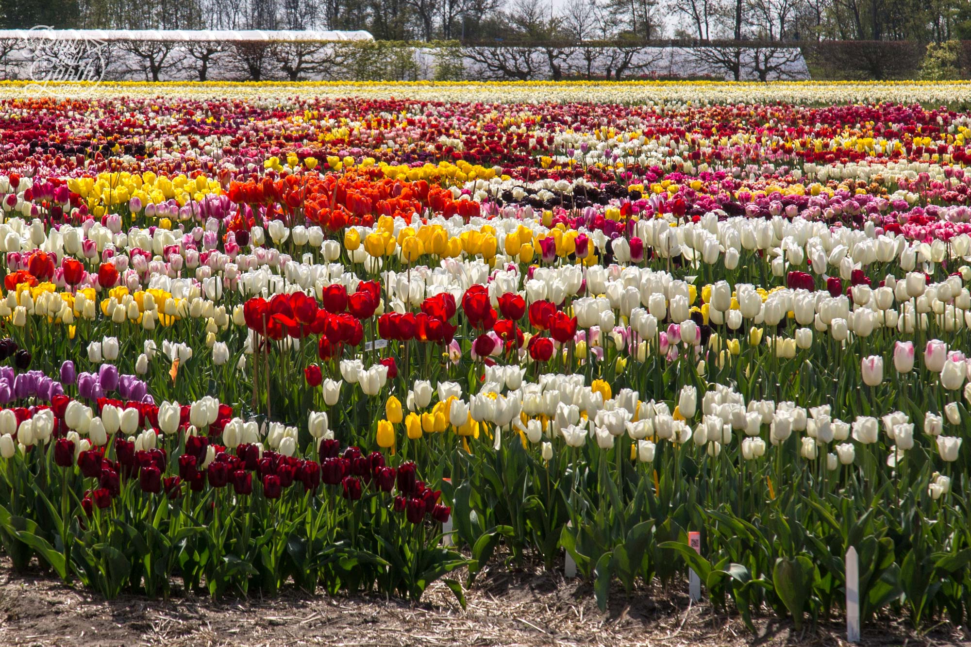 Different types and colours of tulips fill this field near Lisse