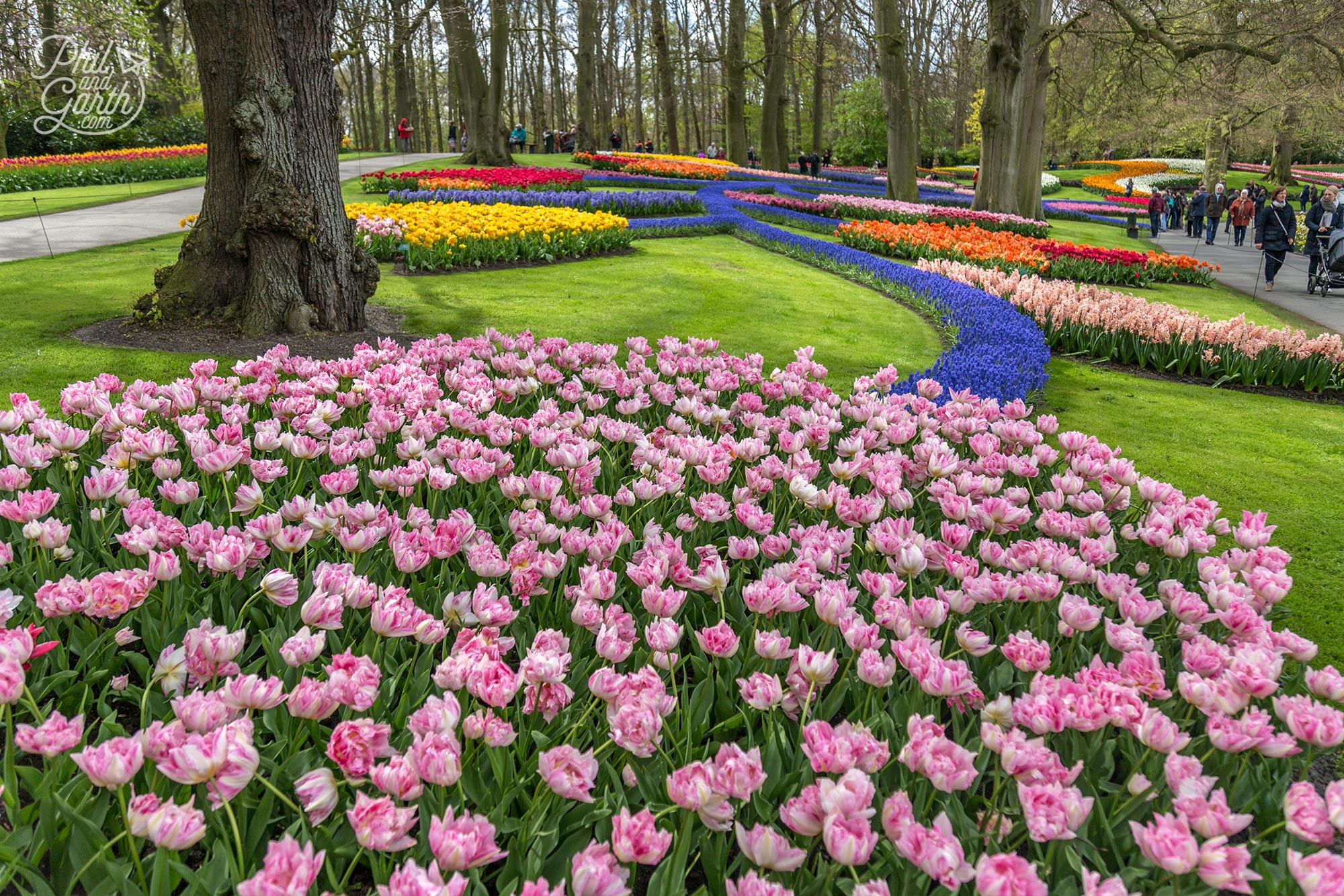 Keukenhof's signature block colour displays