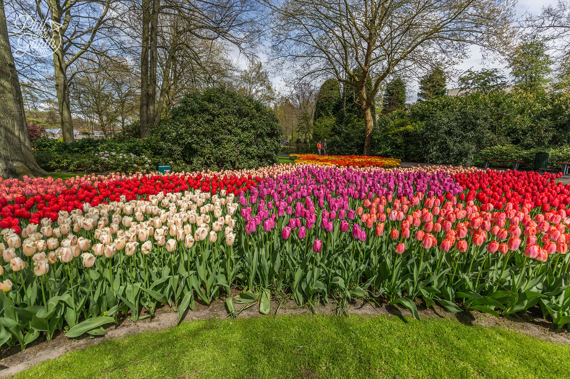 Look at this gorgeous carpet of tulips