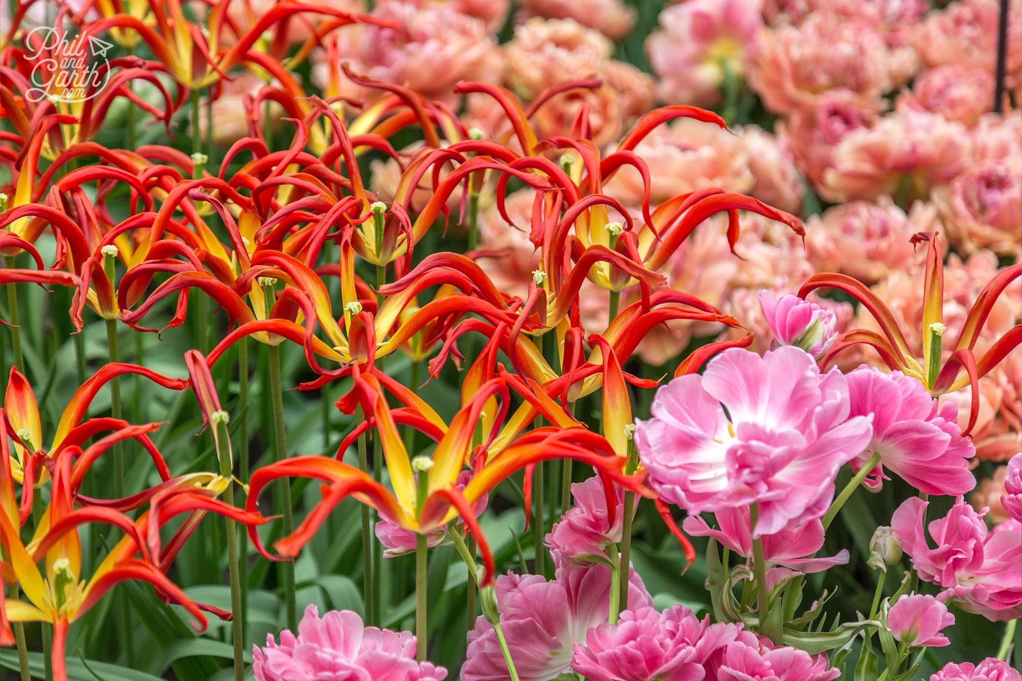 Love these unusual fiery spider looking tulips