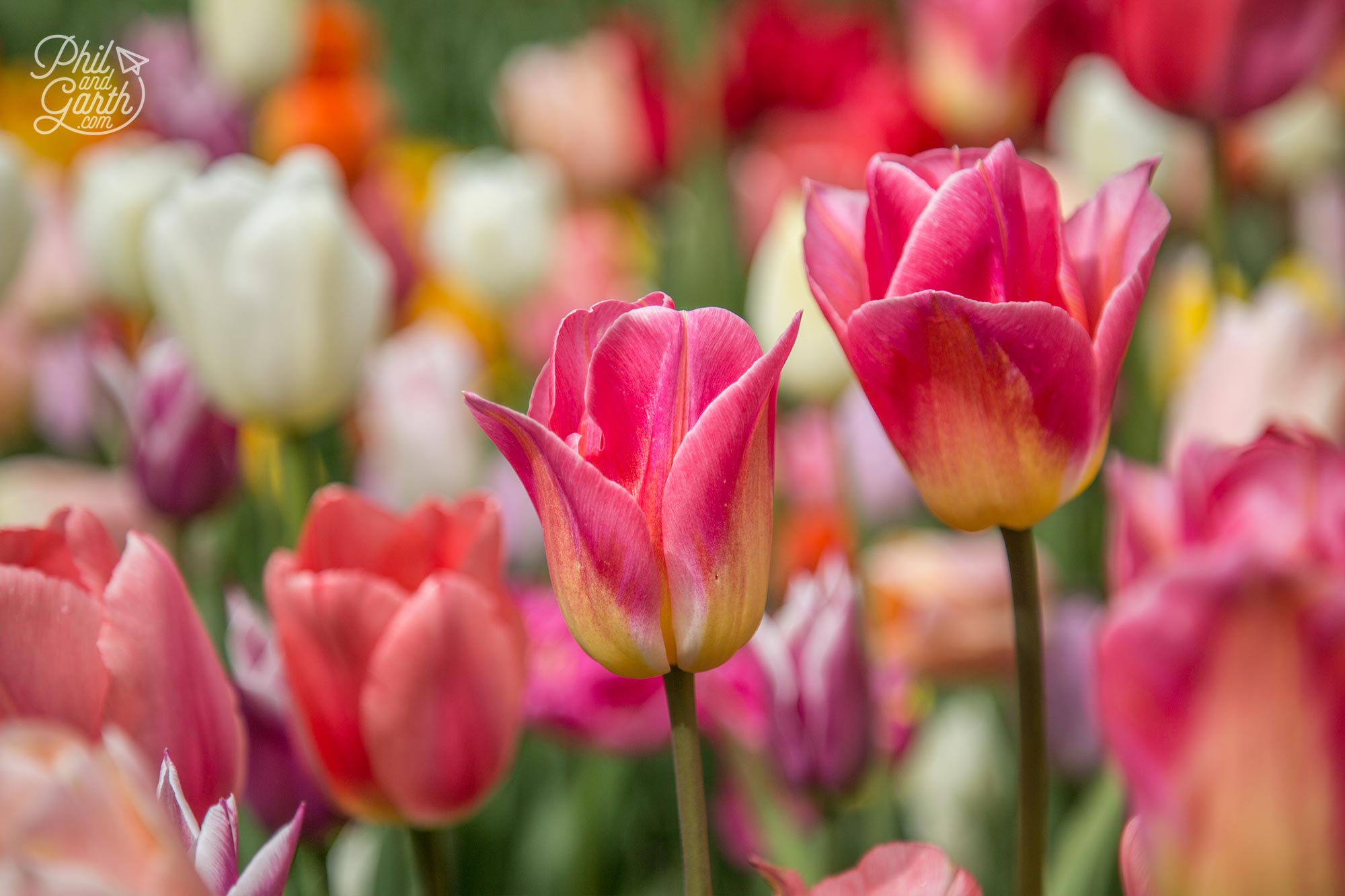 One of the best things to do is get up close to all the tulips and flowers
