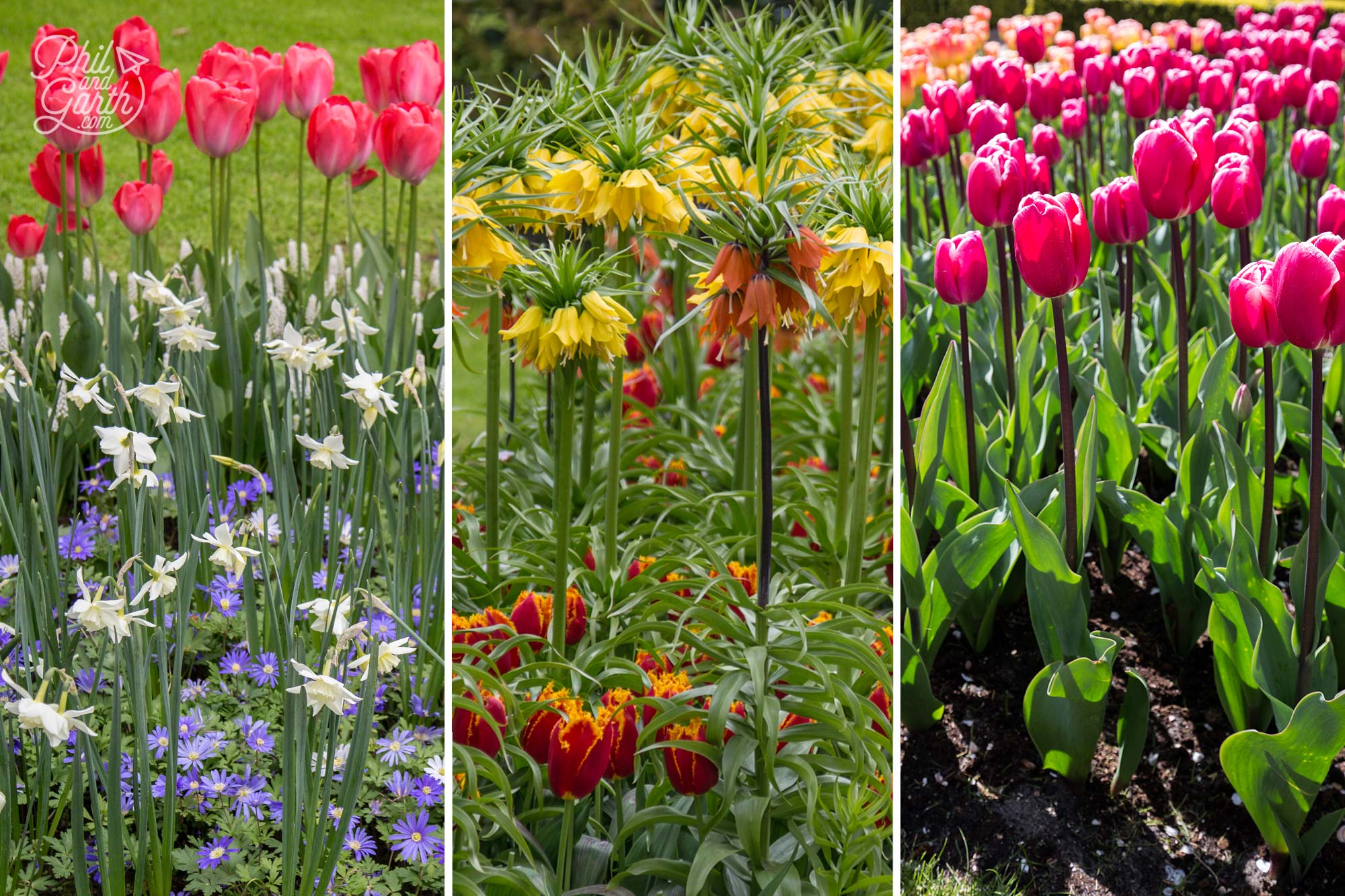 Some varieties of tulip are really tall!