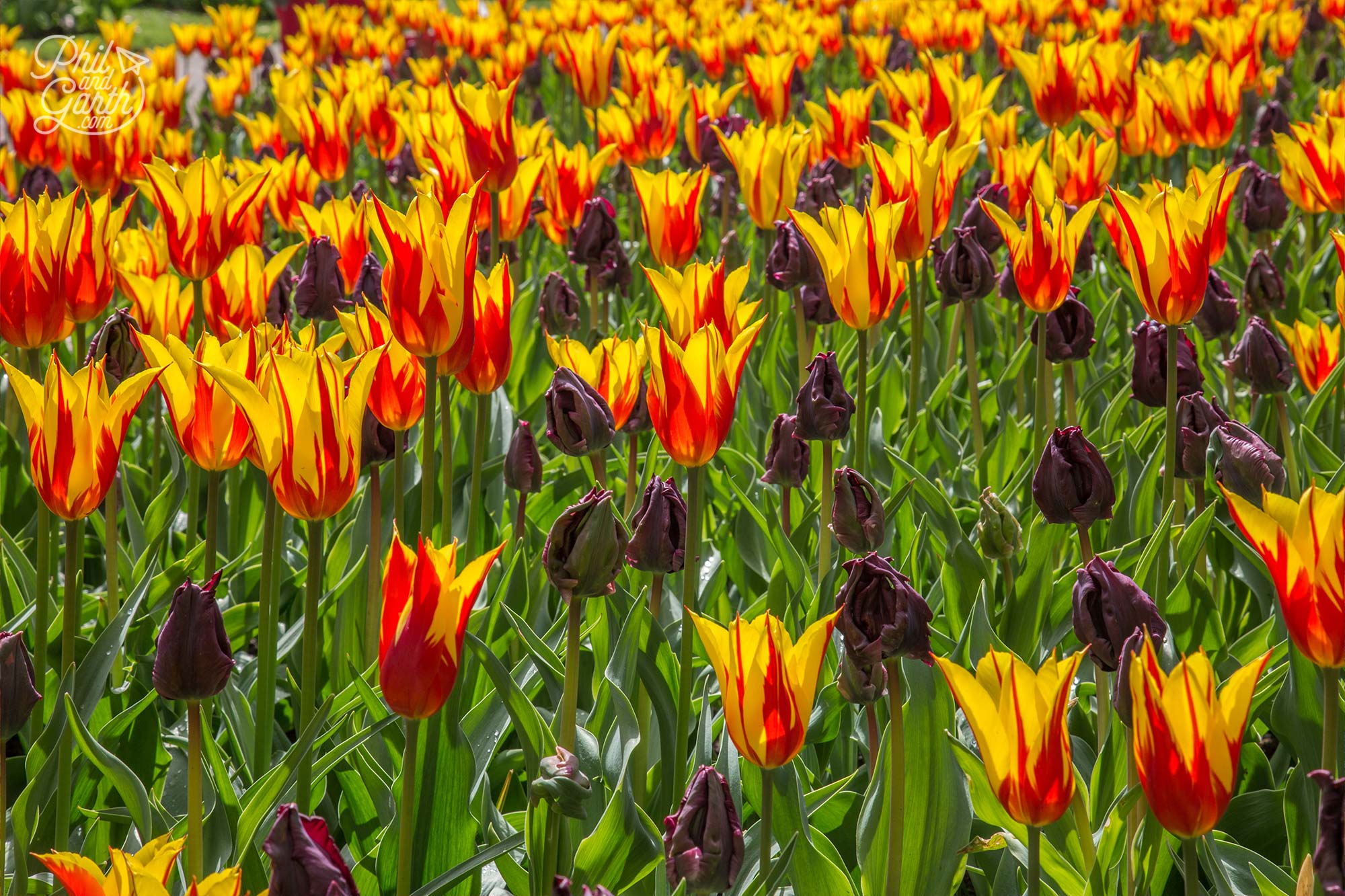 Stunning heads to these yellow variegated tulips