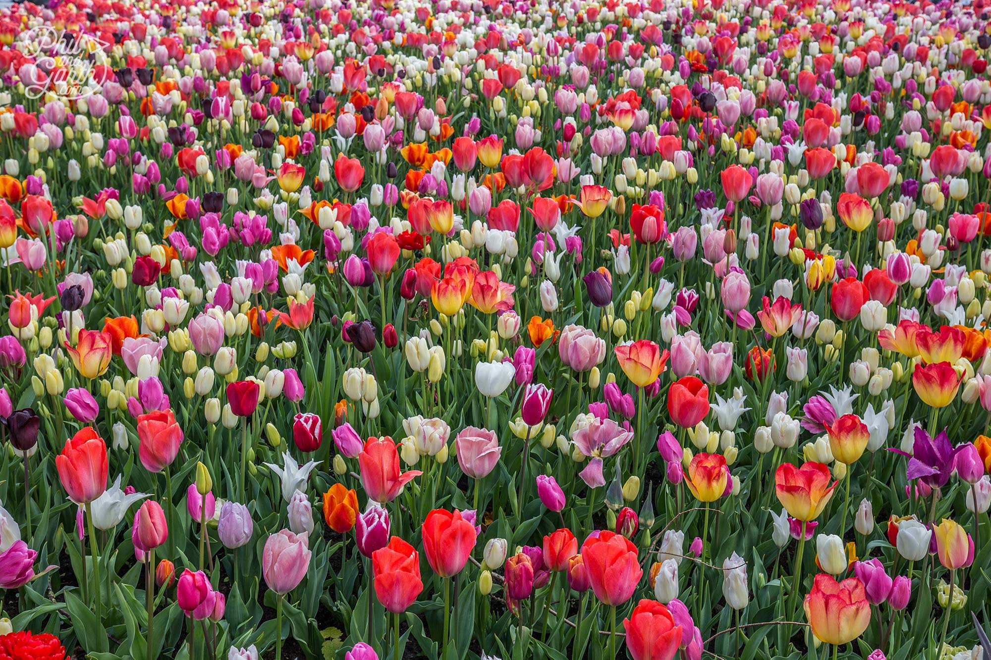 A breathtaking tulip display as you enter the Keukenhof gardens