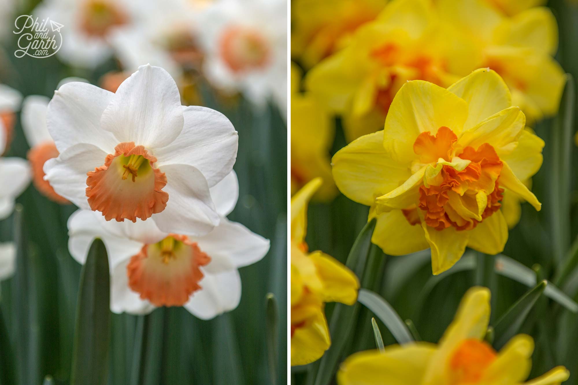 Two types of narcissus