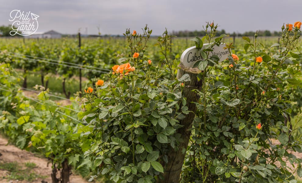 Fields of grape vines