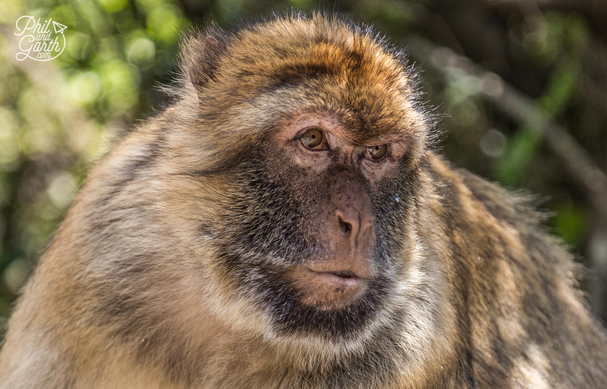 The cute looking barbary macaques