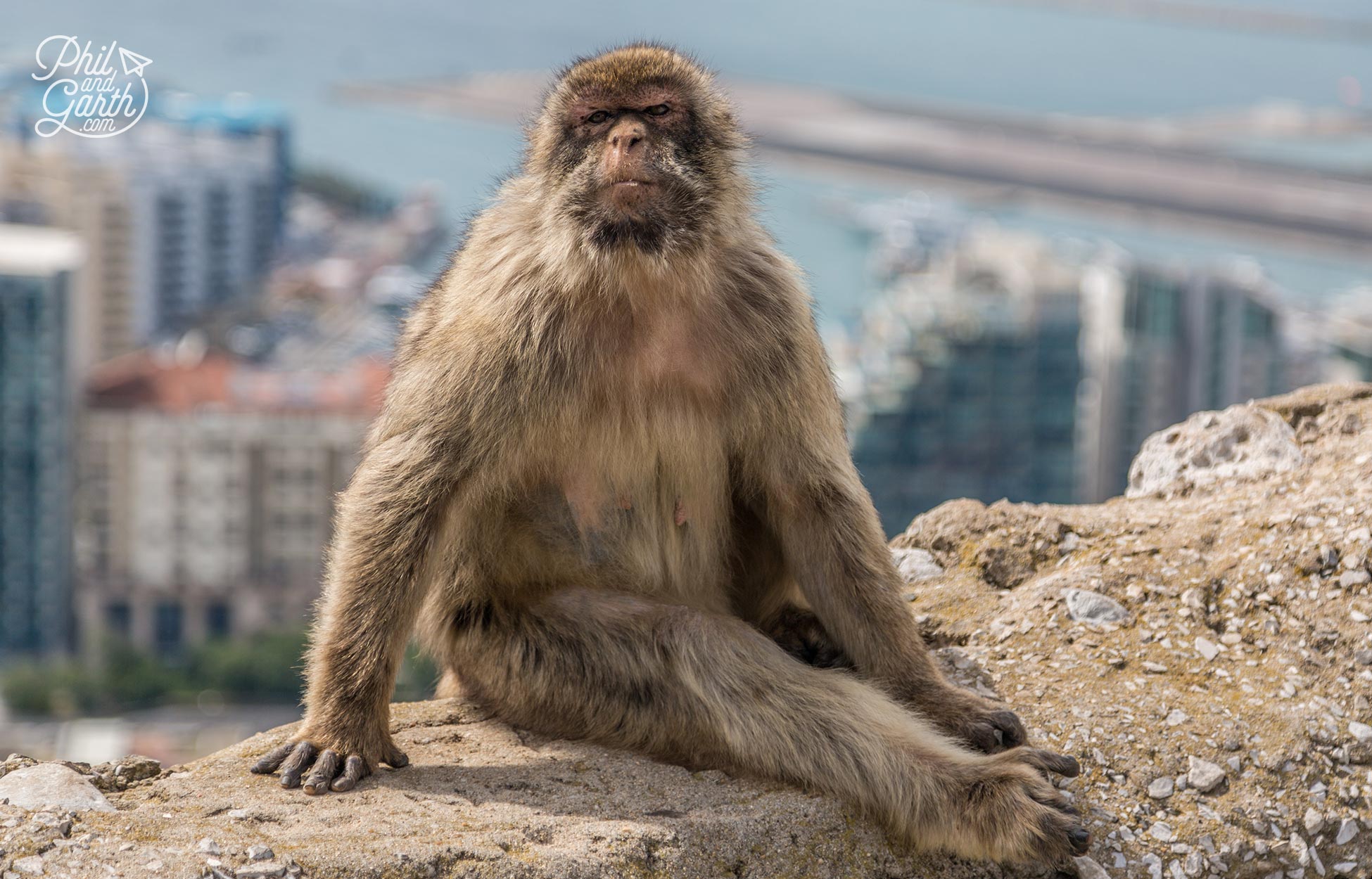 Gibraltar’s famous residents – Barbary macaques