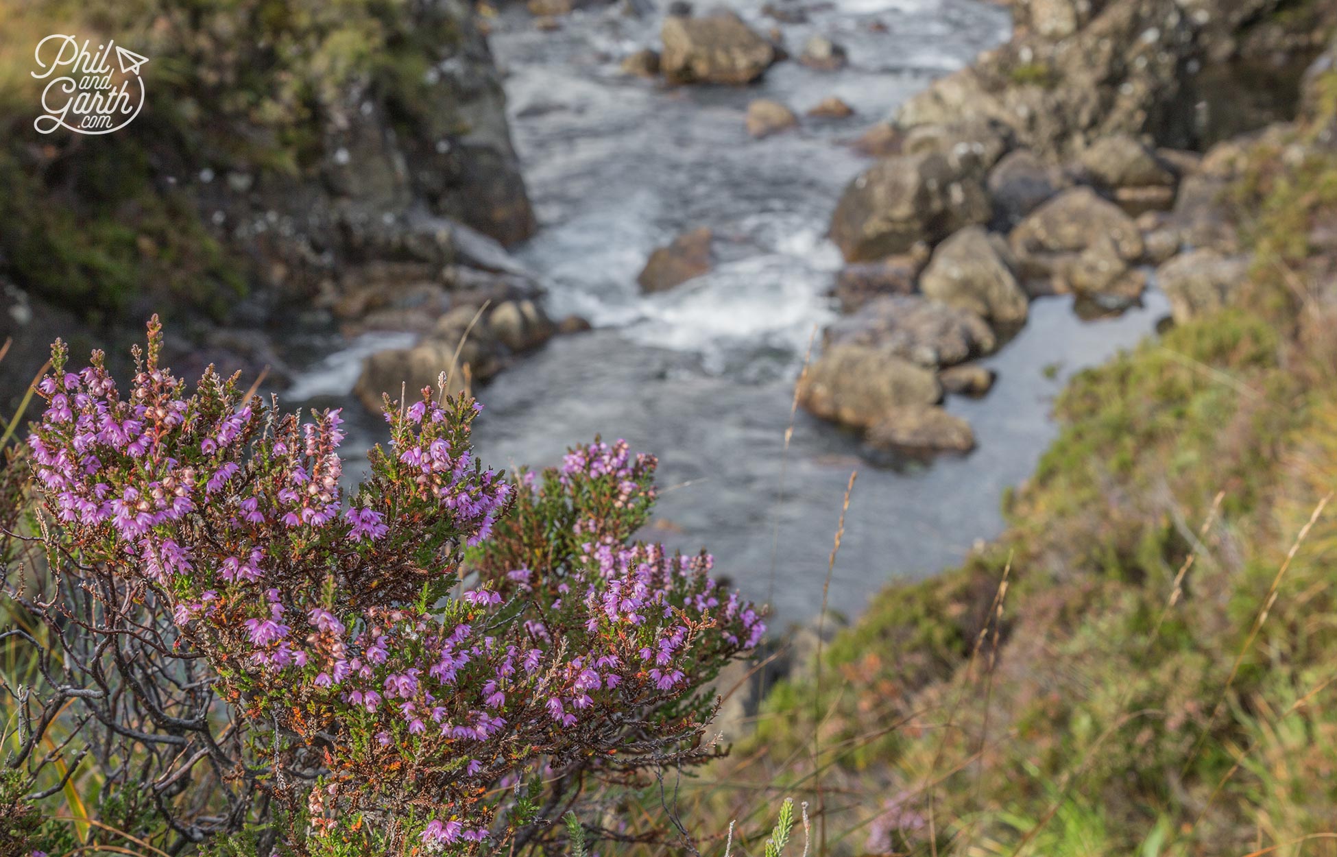 September is the perfect month to see Scottish heather in full bloom