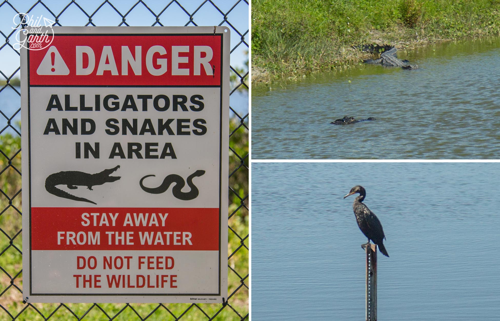 Alligators and wildlife at The Kennedy Space Center