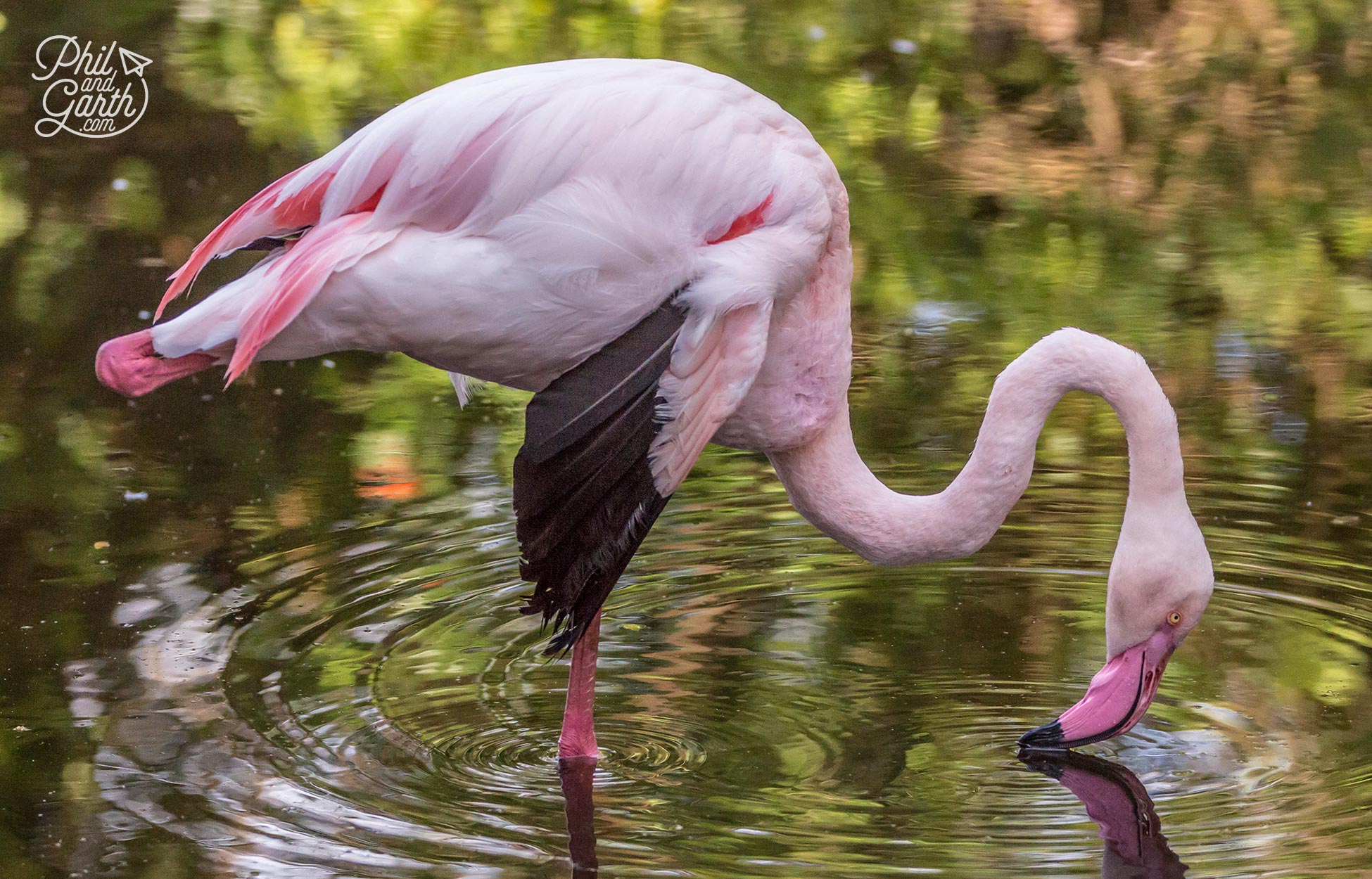 A pink flamingo takes a drink