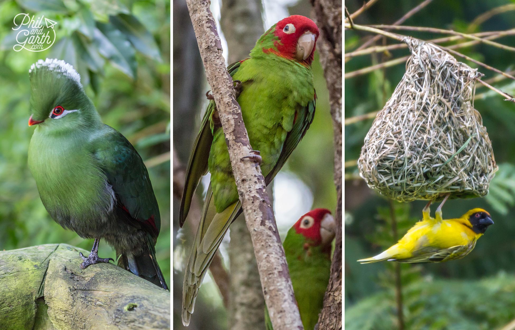 Exotic birds in Bird's Of Eden, Plettenburg Bay