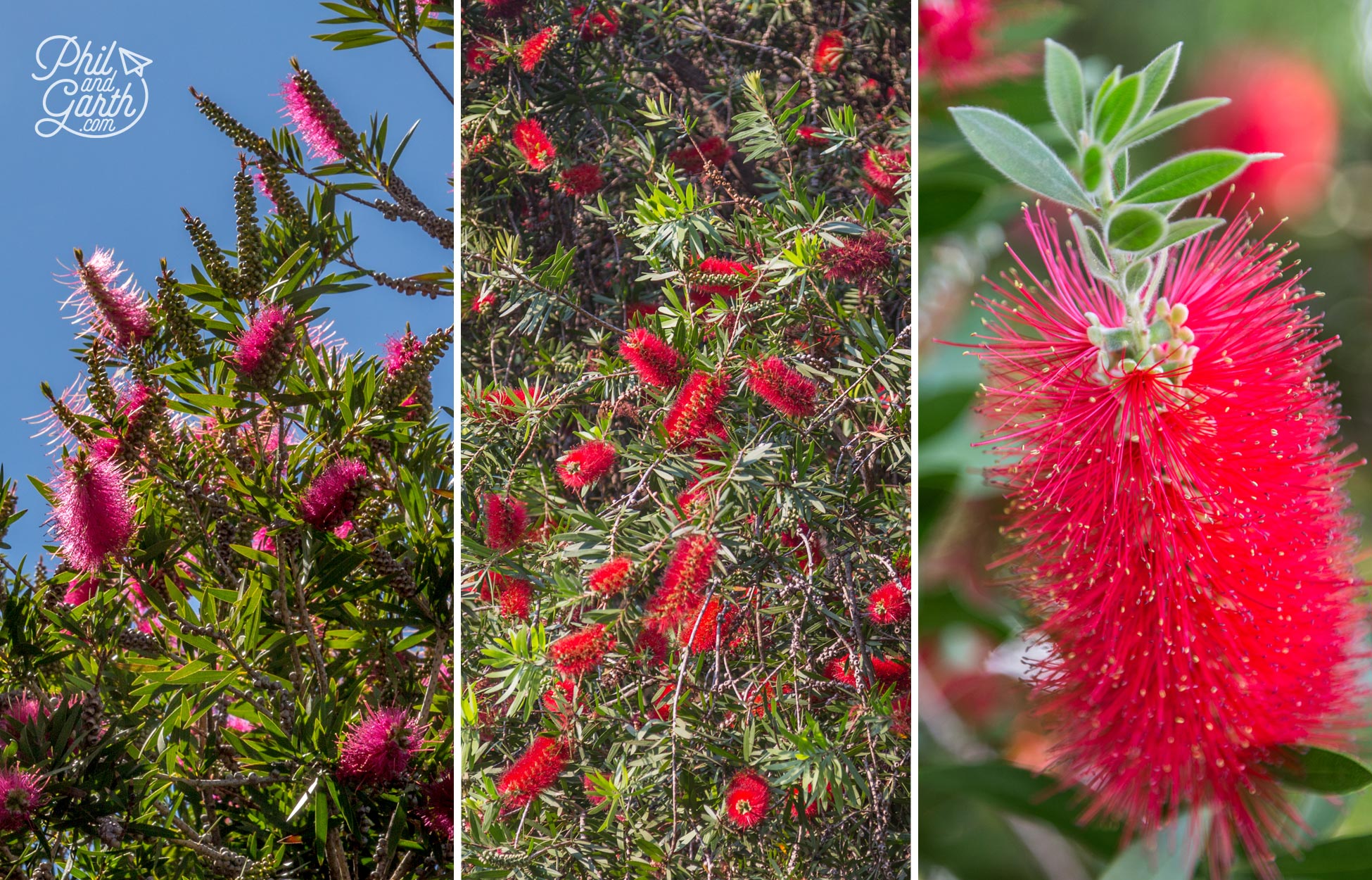 Bottlebrush plants are everywhere in Knysna and South Africa