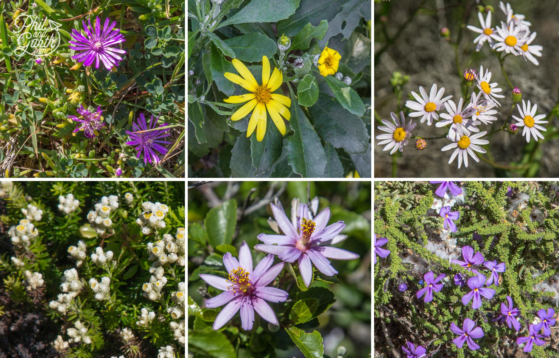 Some of the colourful fynbos flowers along the coast