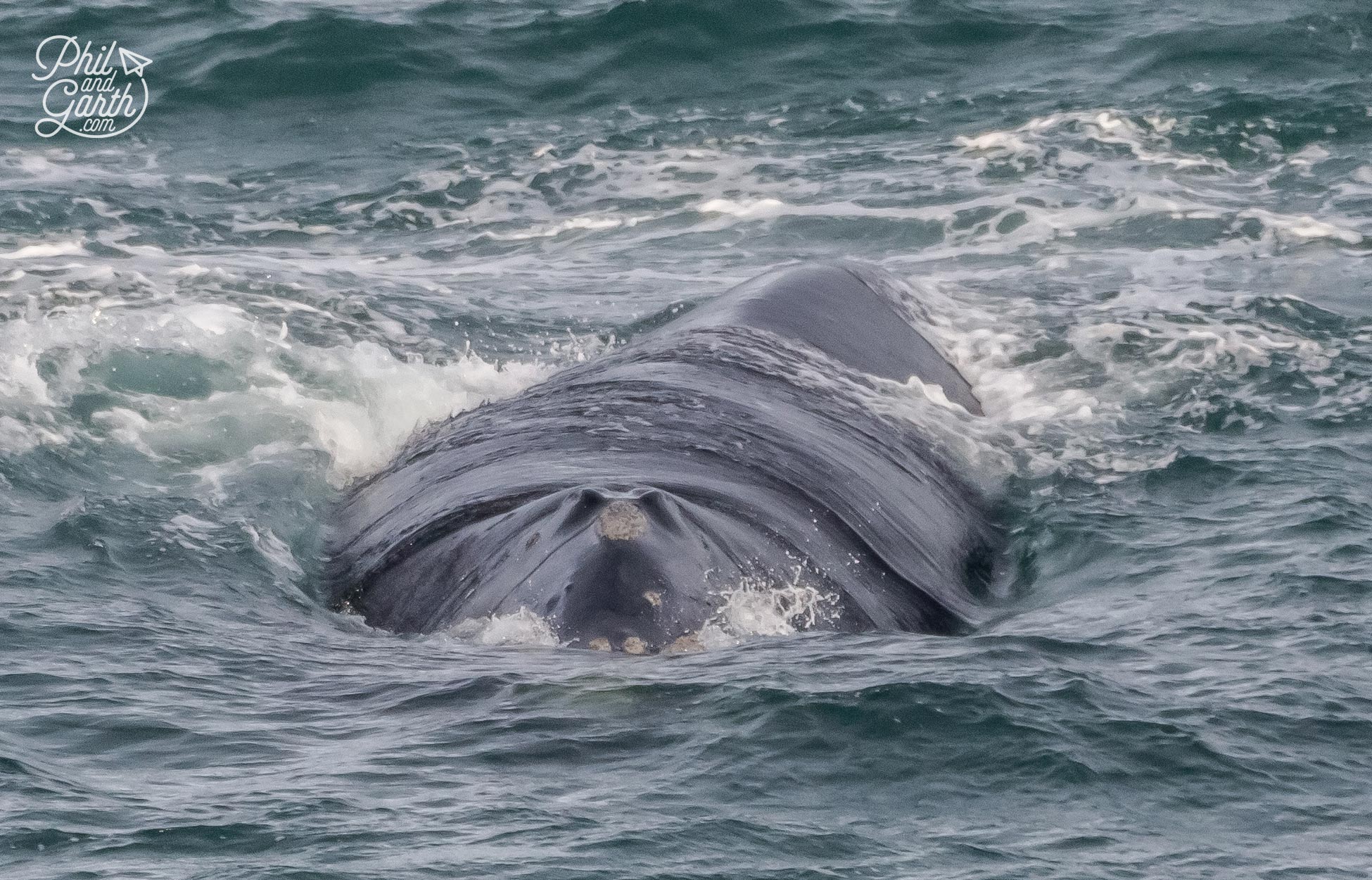 Hermanus Whale Watching - In this photo you can just about make out the 2 blowholes