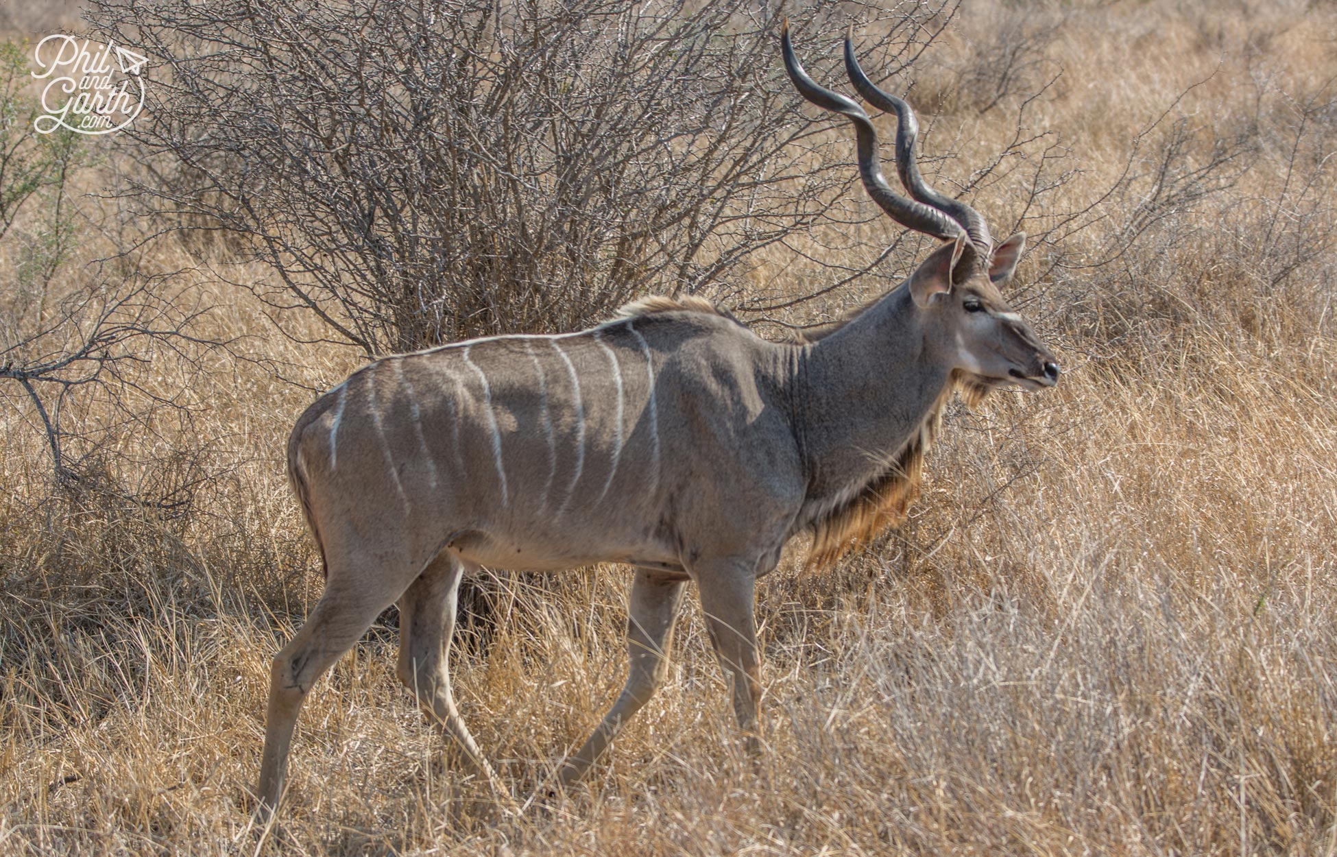 Kudus have 4 to 12 vertical white stripes along their body