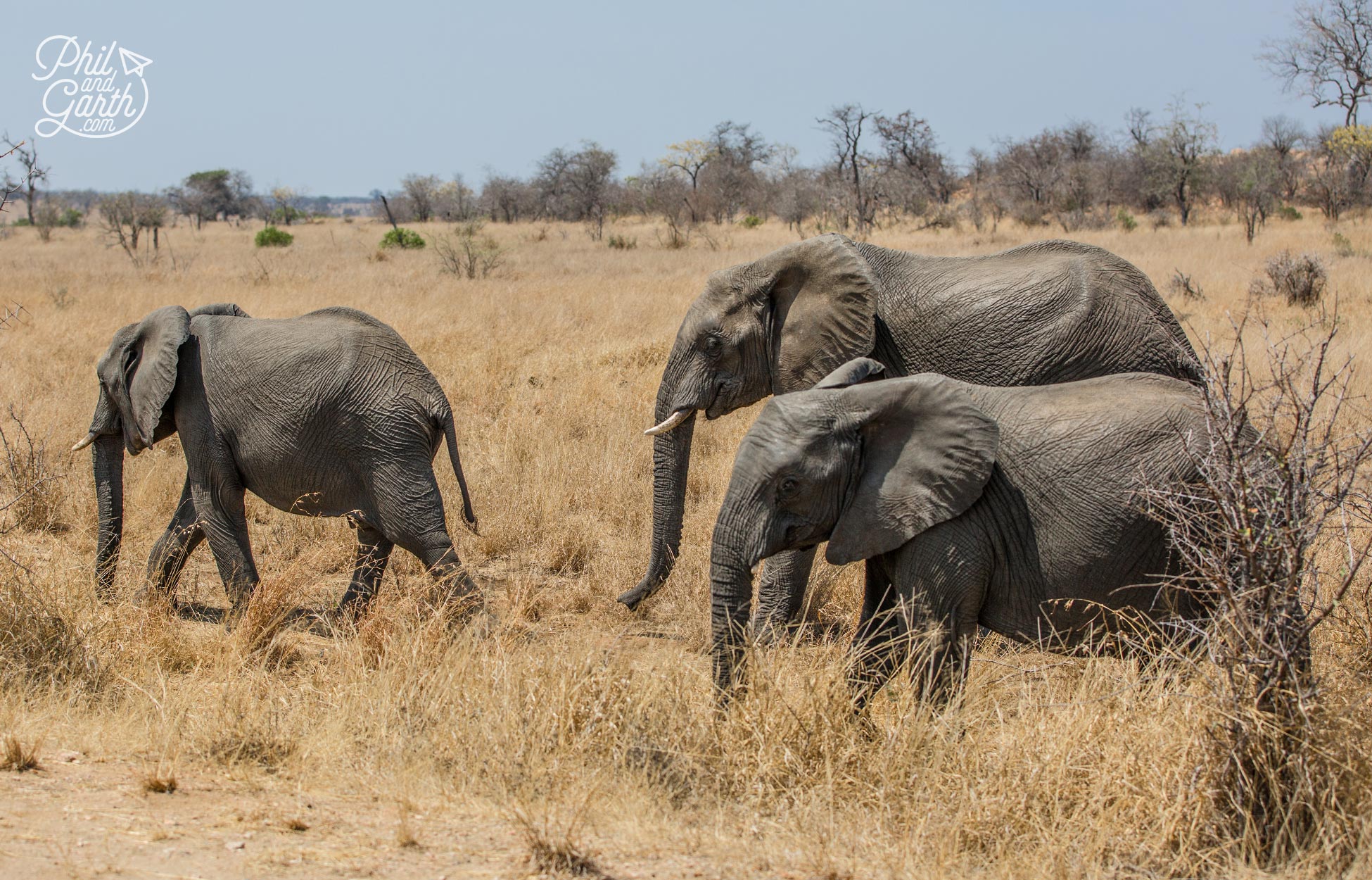 Our first encounter with elephants at Kruger National Park