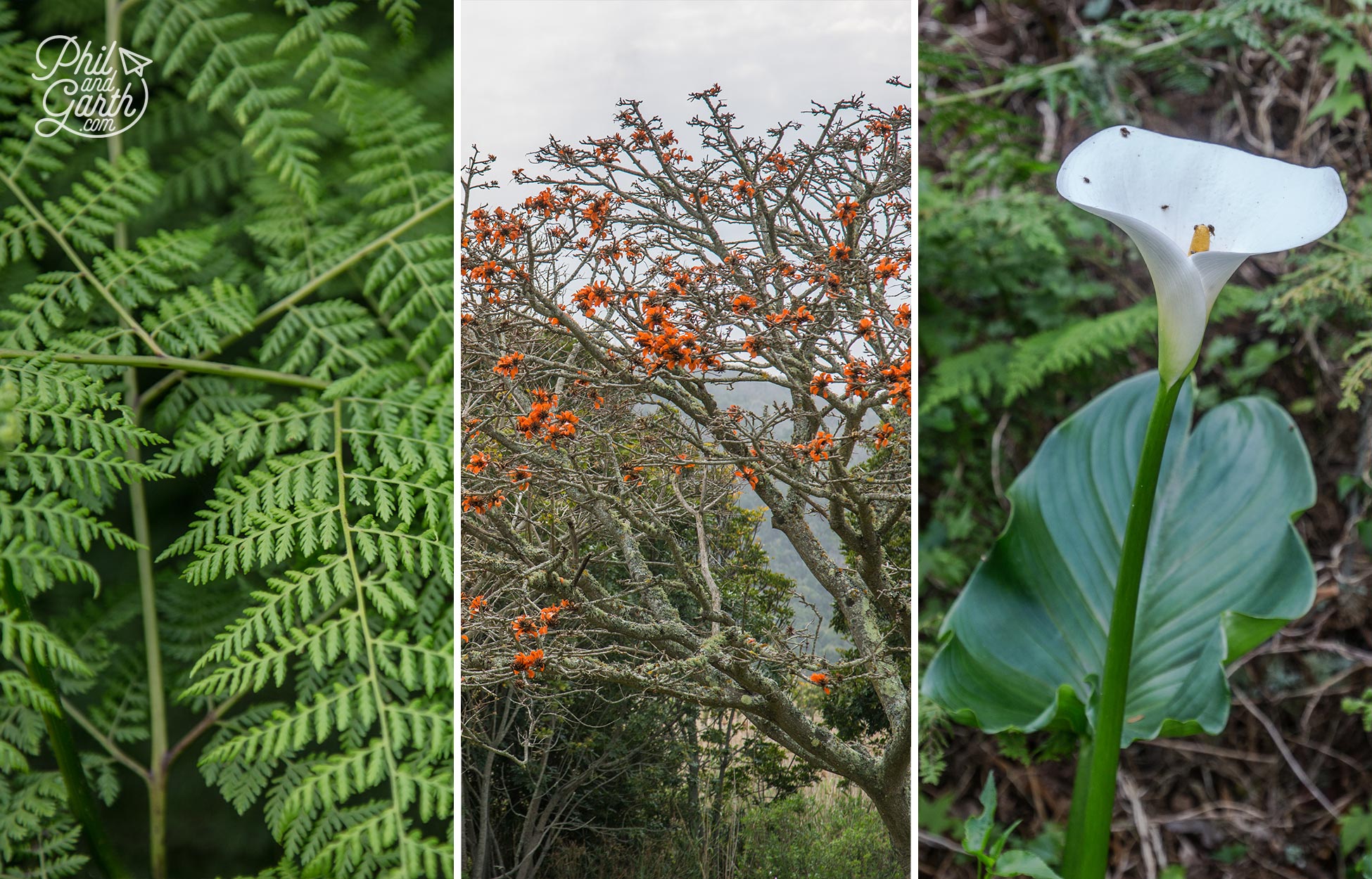 Lots of interesting plant life along the way