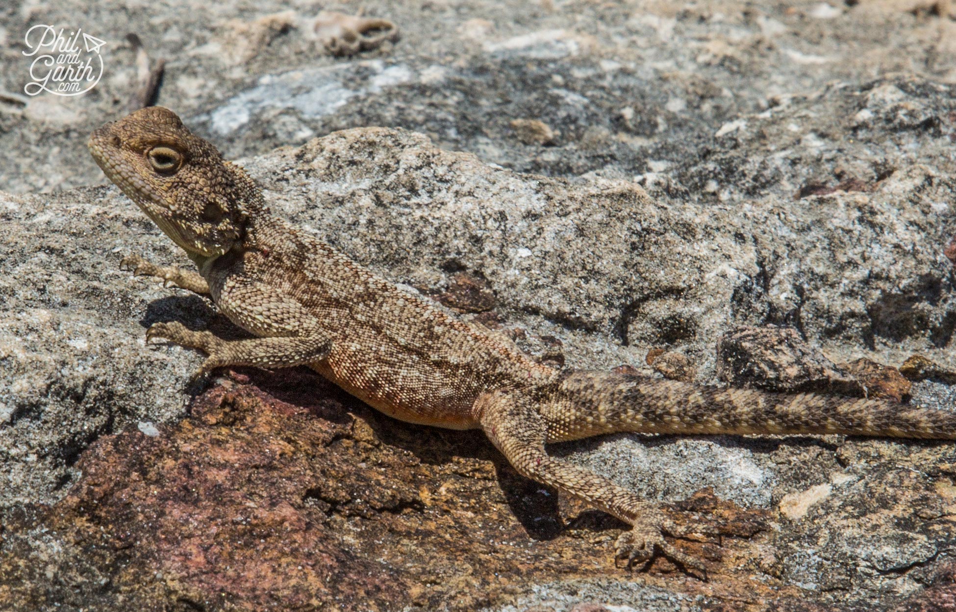 A lizard blends in with the rock, it's possibly an Agama