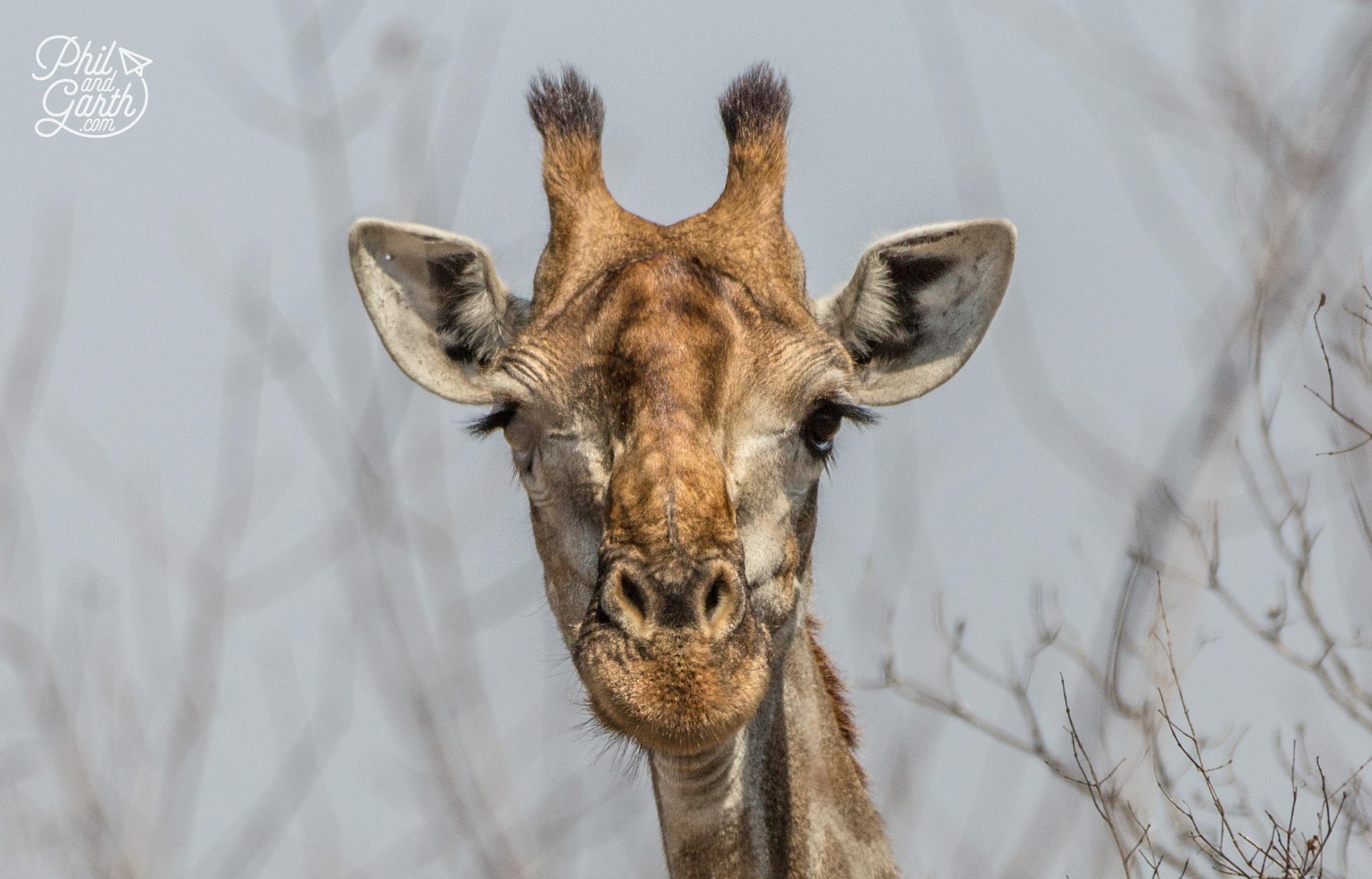 The pretty faces of giraffes probably becasue of their long eyelashes