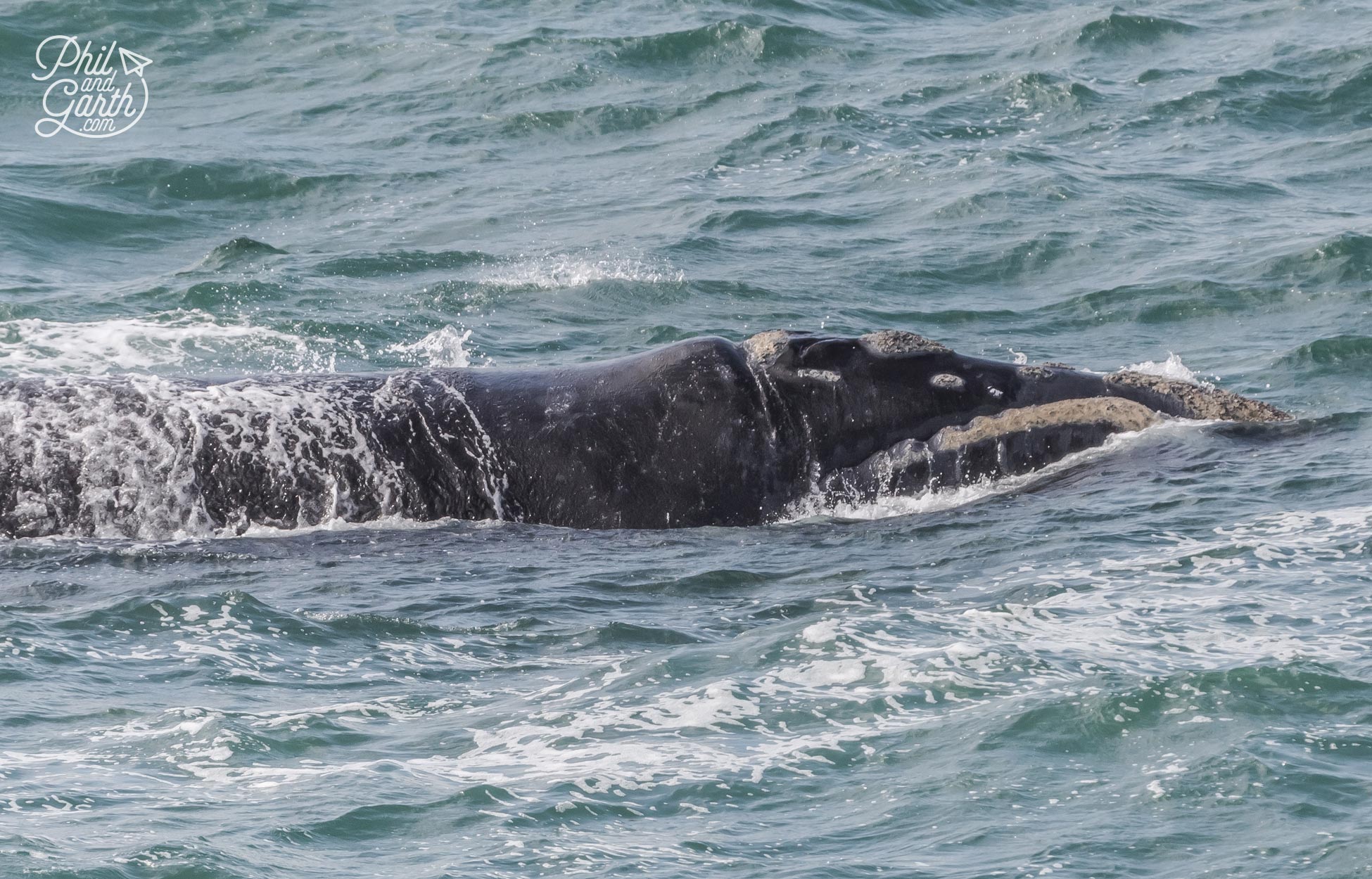 Hermanus whale watching season