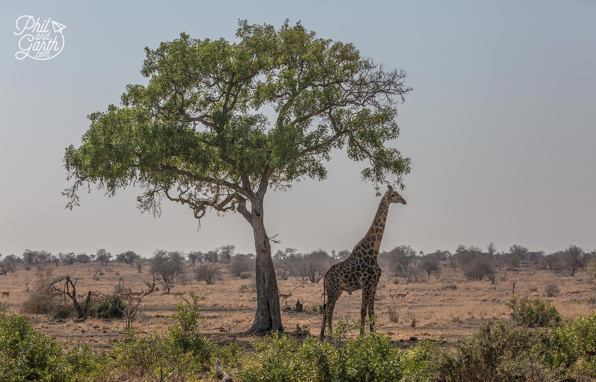 A giraffe takes shelter from the sun in the shade under a tree